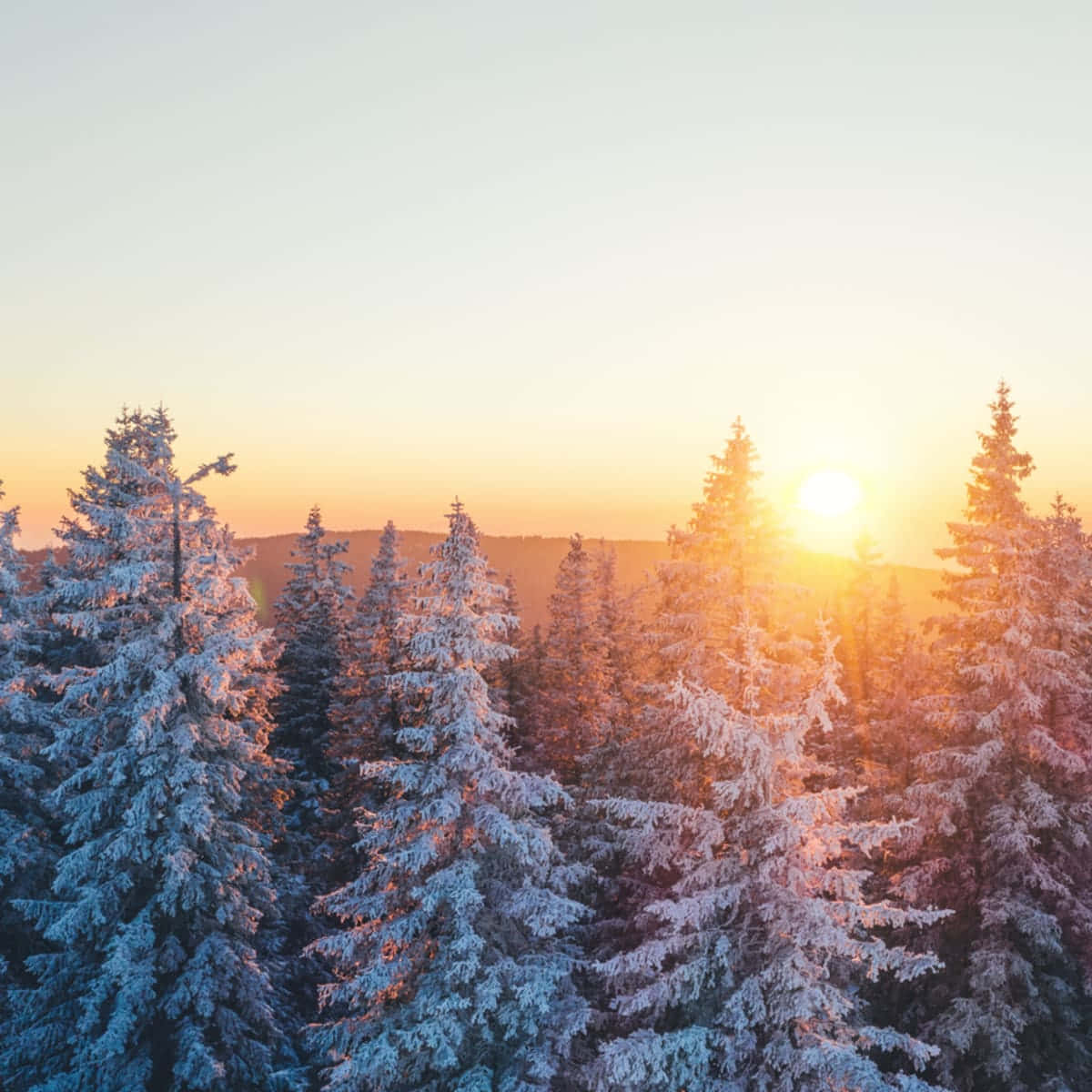 冬天 桌布 壁紙 — 日出溫暖地照耀著一片茂密的積雪常綠樹林，投下長長的影子。
