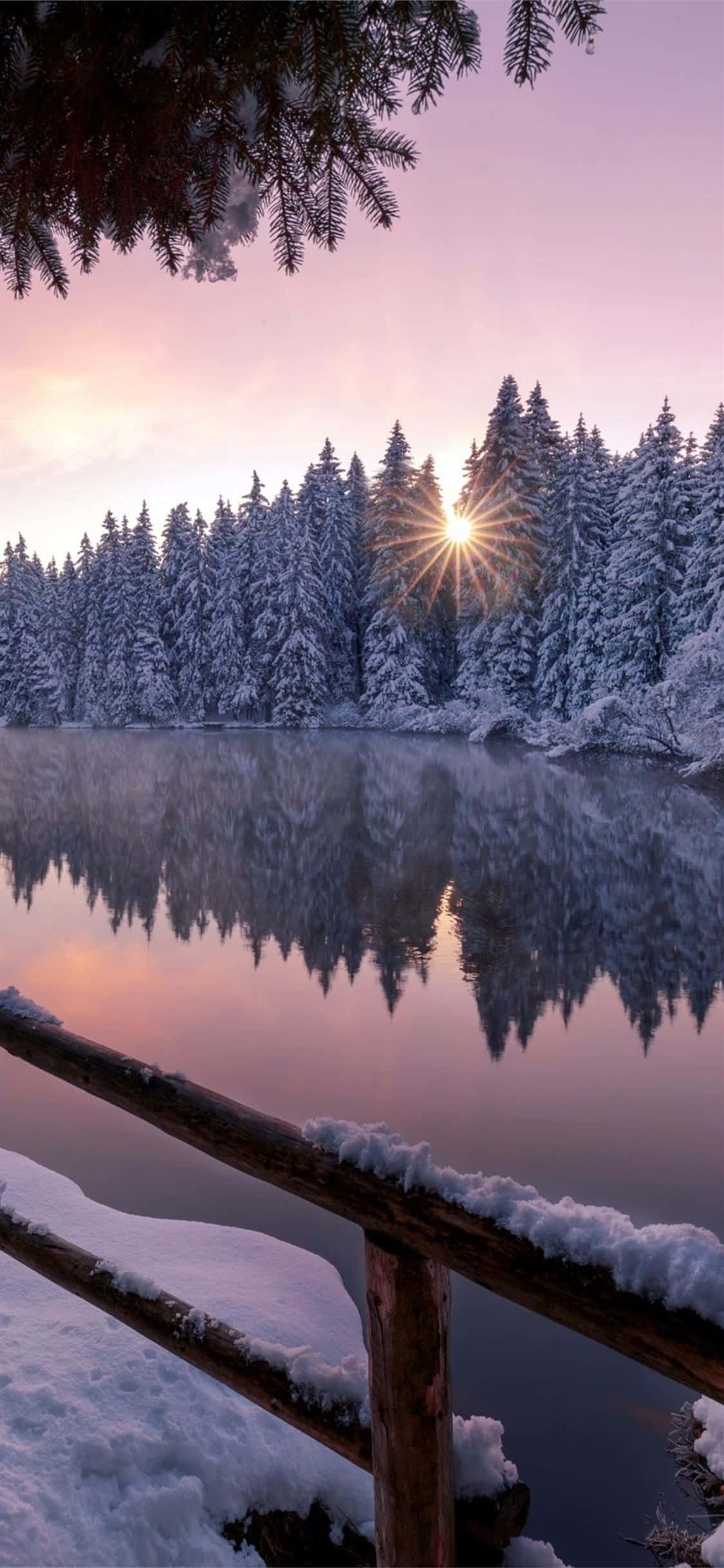 iPhone X Nature 桌布 壁紙 — 日出穿過披雪的松樹，映照在平靜的冬日湖面上，由積雪的木欄杆框起。