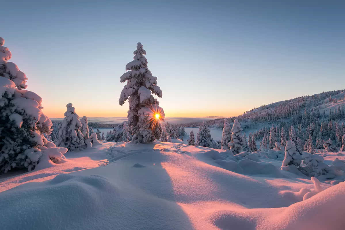 日落 桌布 壁紙 — 日出穿過積雪的松樹，在寧靜的冬季山景中投下粉紅色的陰影。