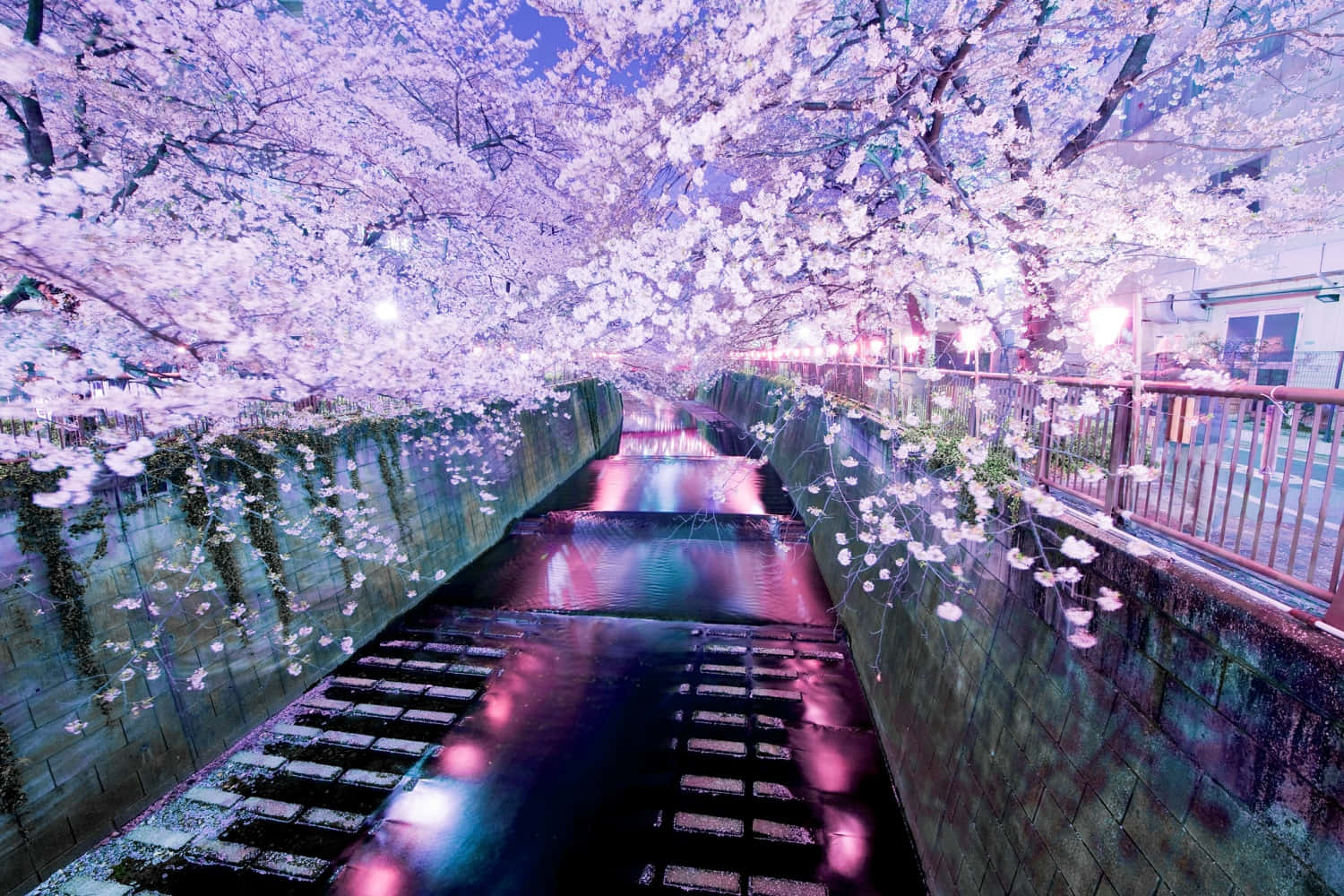 風景動畫 桌布 壁紙 — 日本一條寧靜的夜間運河，被發光的櫻花框住，倒映在水中。