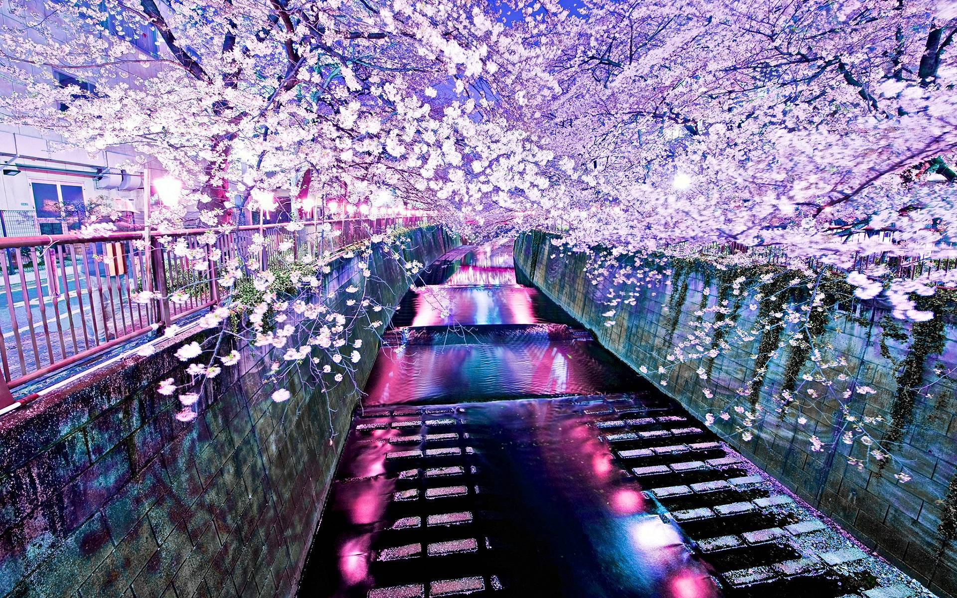 櫻花 桌布 壁紙 — 日本一條寧靜的夜間運河，被發光的櫻花框住，在水面上反射出鮮豔的粉紅色和紫色燈光。