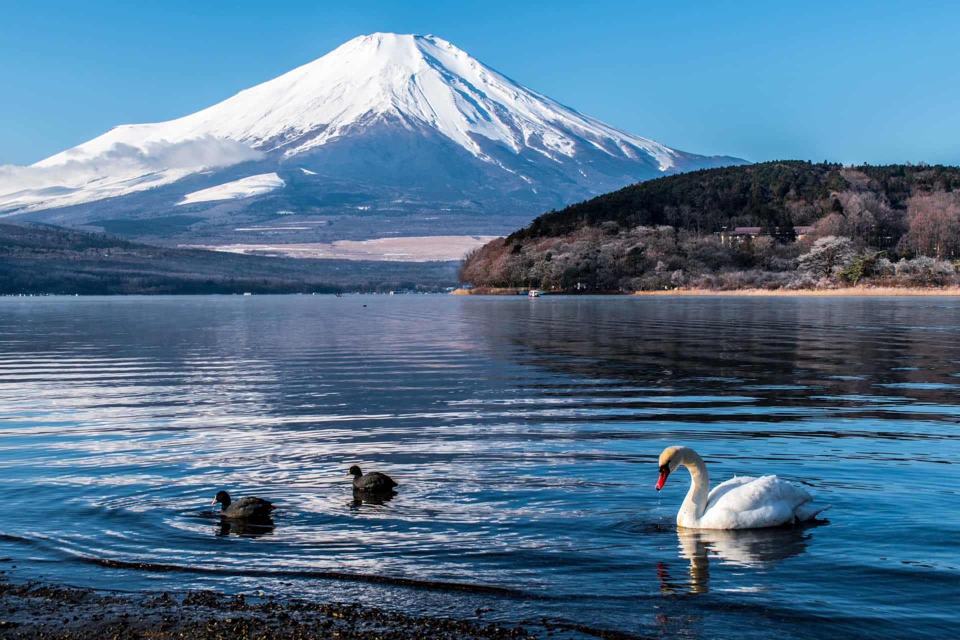 日本富士山與山中湖的白天鵝 — 富士山 壁紙