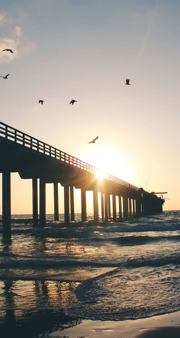 San Diego iPhone 桌布 壁紙 — 日落將長碼頭剪影在金色天空上，鳥兒在海浪上飛翔。