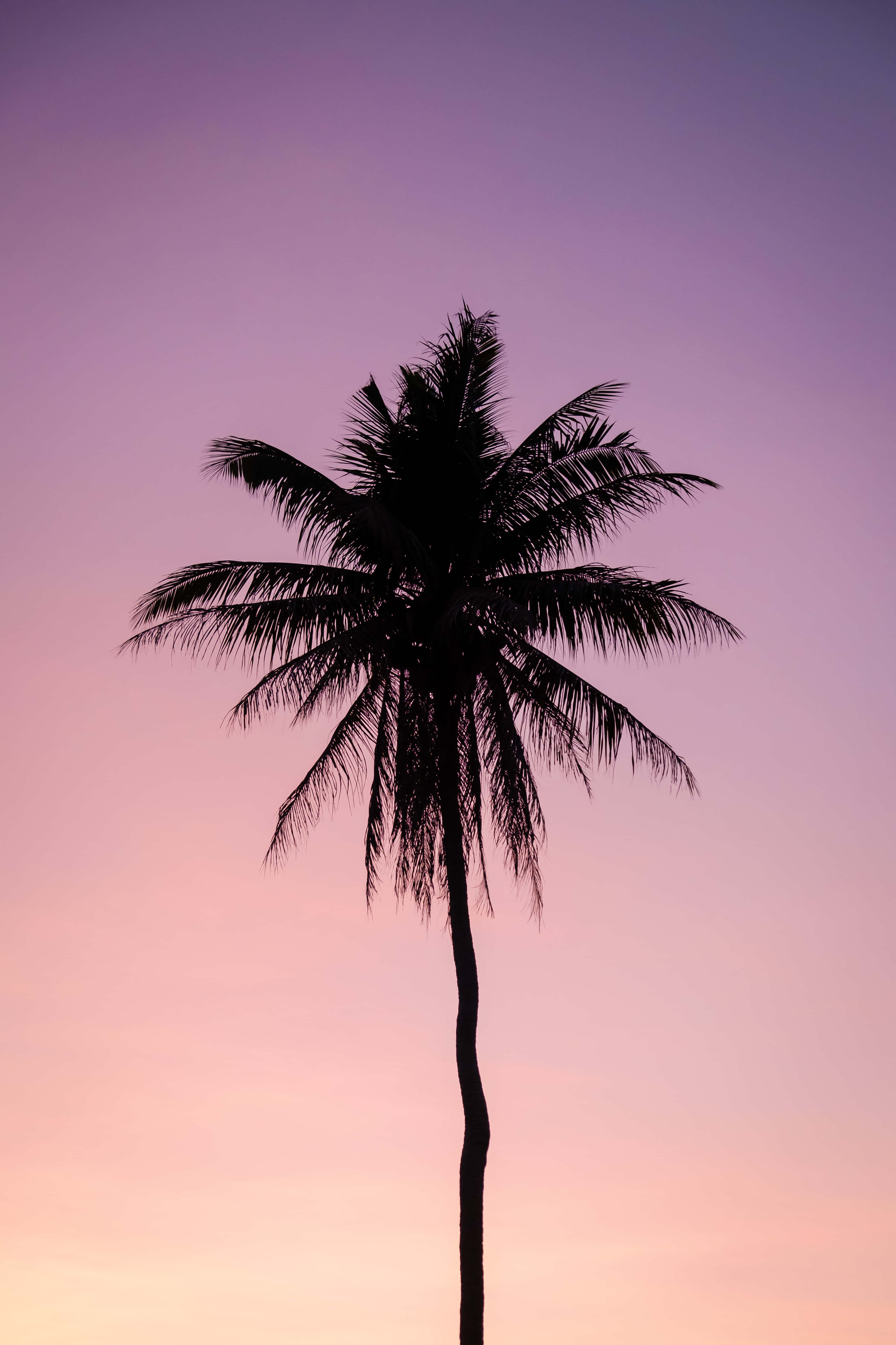 Dope Tumblr iPhone 桌布 壁紙 — 日落時分，一棵孤獨的棕櫚樹在紫色、粉紅色和橙色的漸變天空下呈現出黑暗的剪影。