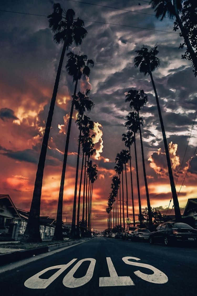 Palm Trees 桌布 壁紙 — 日落時分，棕櫚樹排列在街道上的戲劇性低角度拍攝，帶有火熱的橙色雲彩和畫在路上的停車標誌。