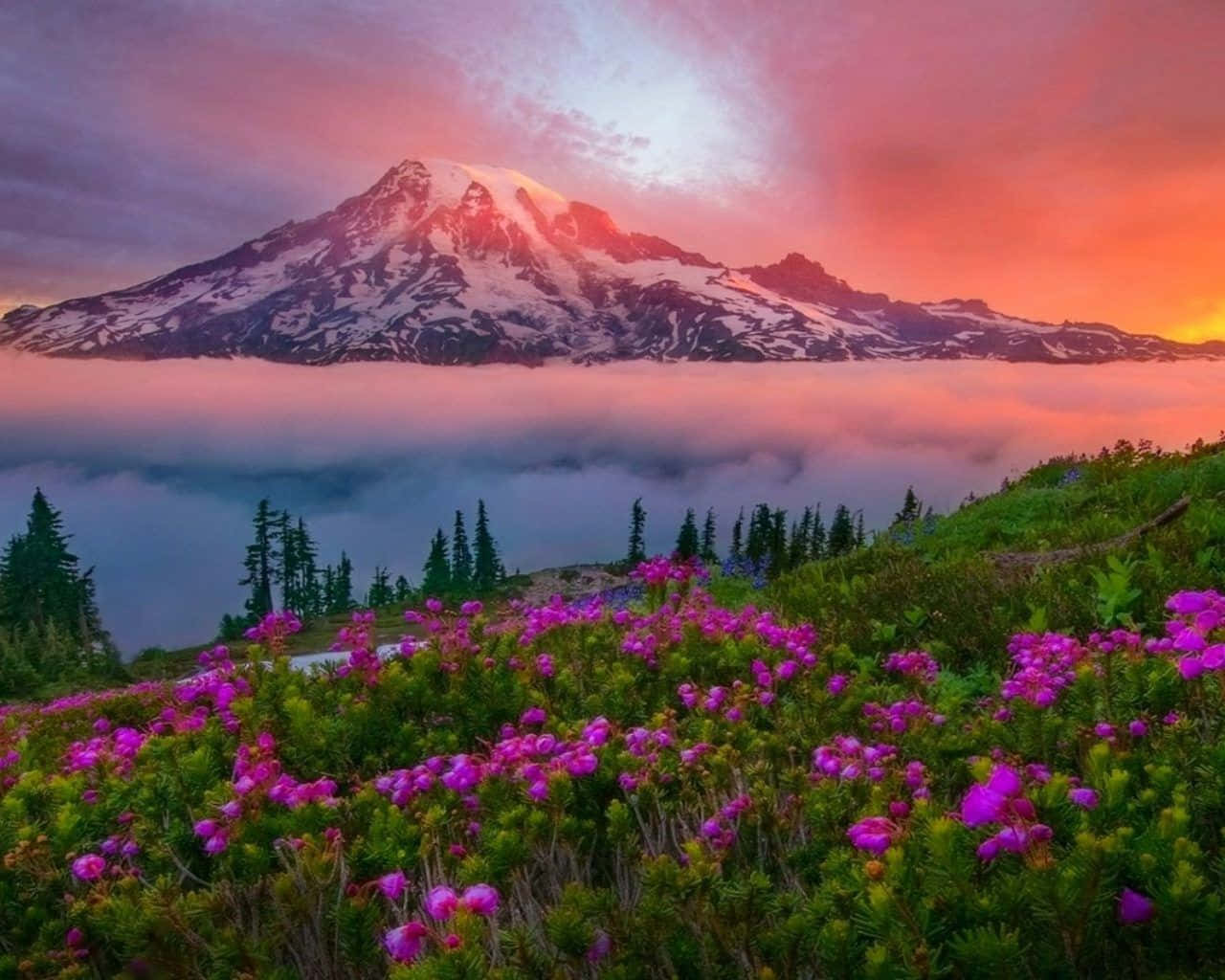 Spring Sunset 桌布 壁紙 — 日落時分，白雪覆蓋的山峰聳立於雲海之上，前景是鮮豔的紫色野花。