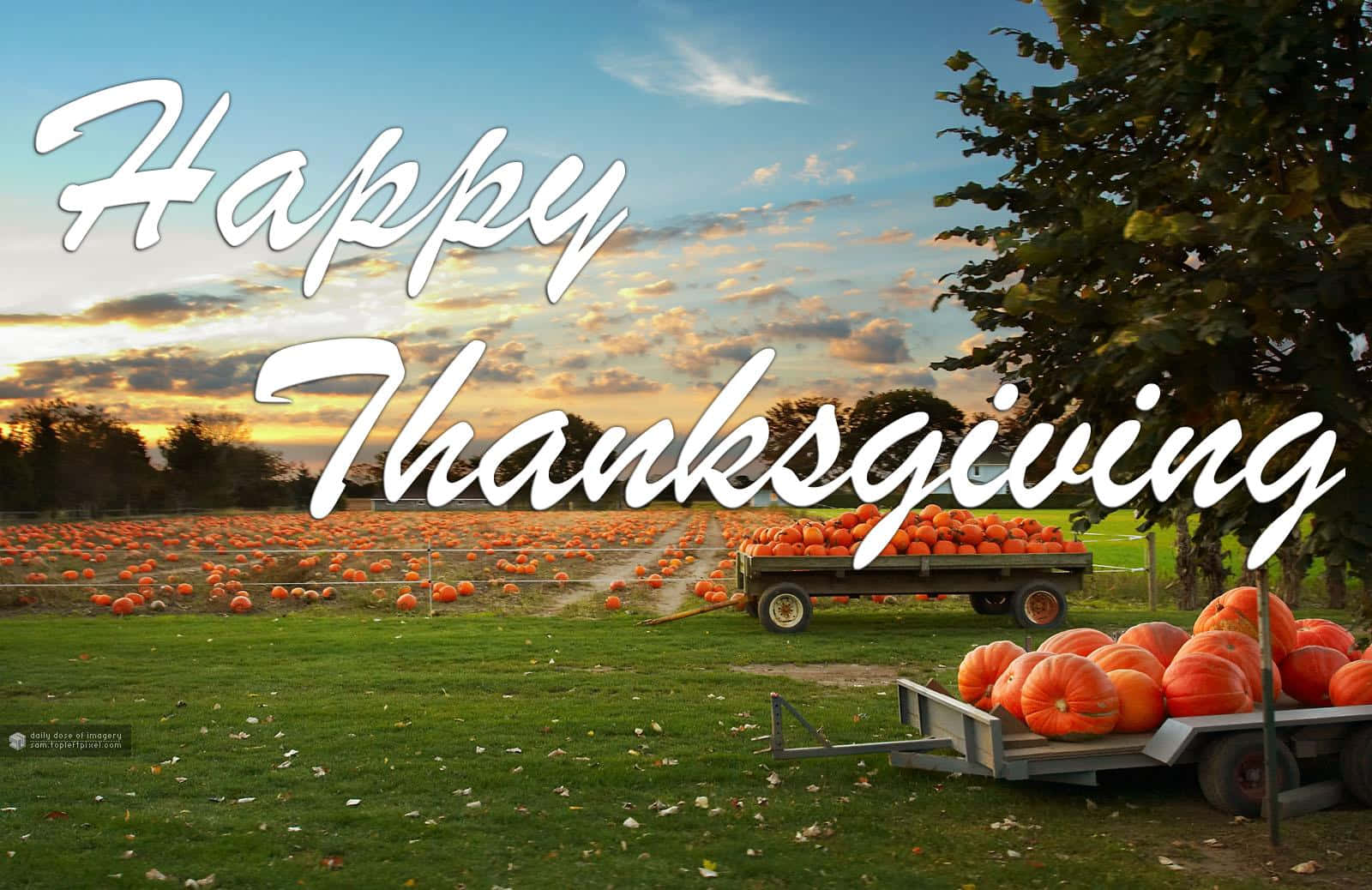 Thanksgiving 桌布 壁紙 — 日落時分充滿活力的秋季南瓜田，兩輛拖車裝滿南瓜，並帶有「Happy Thanksgiving」文字疊加。