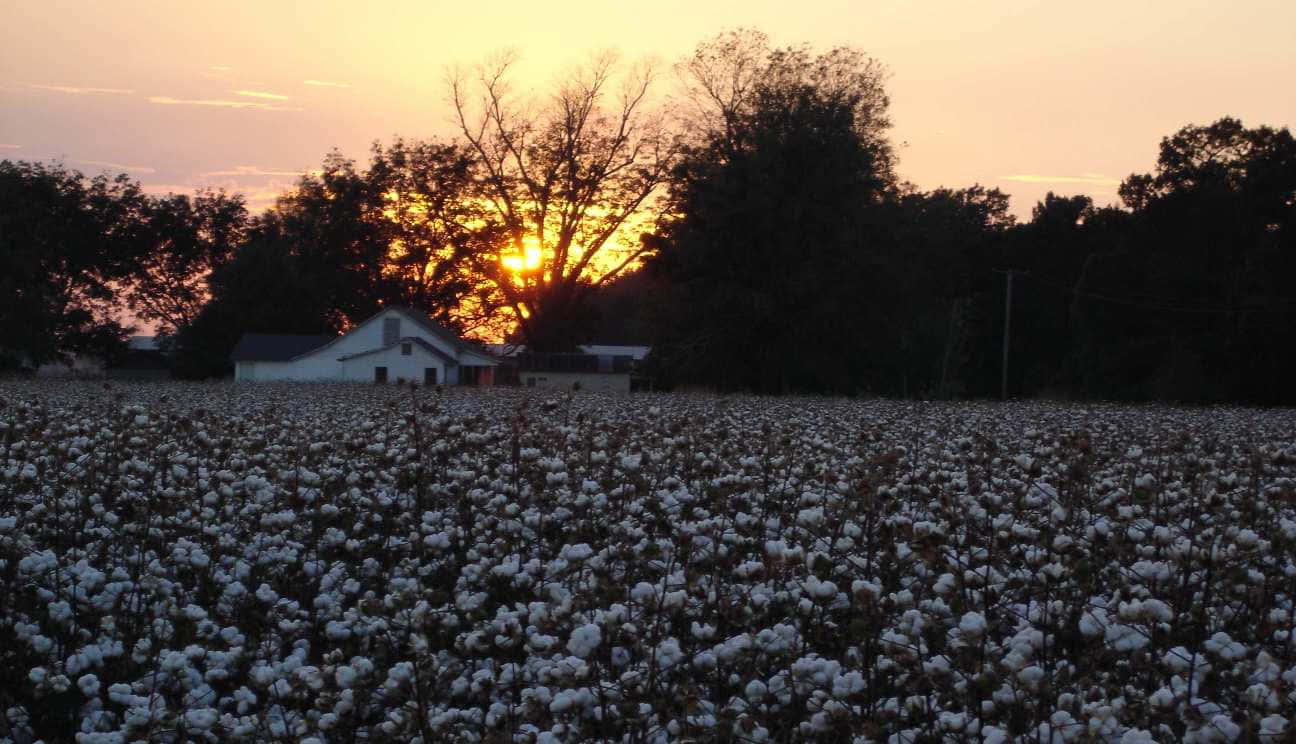 Cotton Field 桌布 壁紙 — 日落時分的棉花田，白色農舍在樹後形成剪影，金色光線穿過光禿的樹枝。