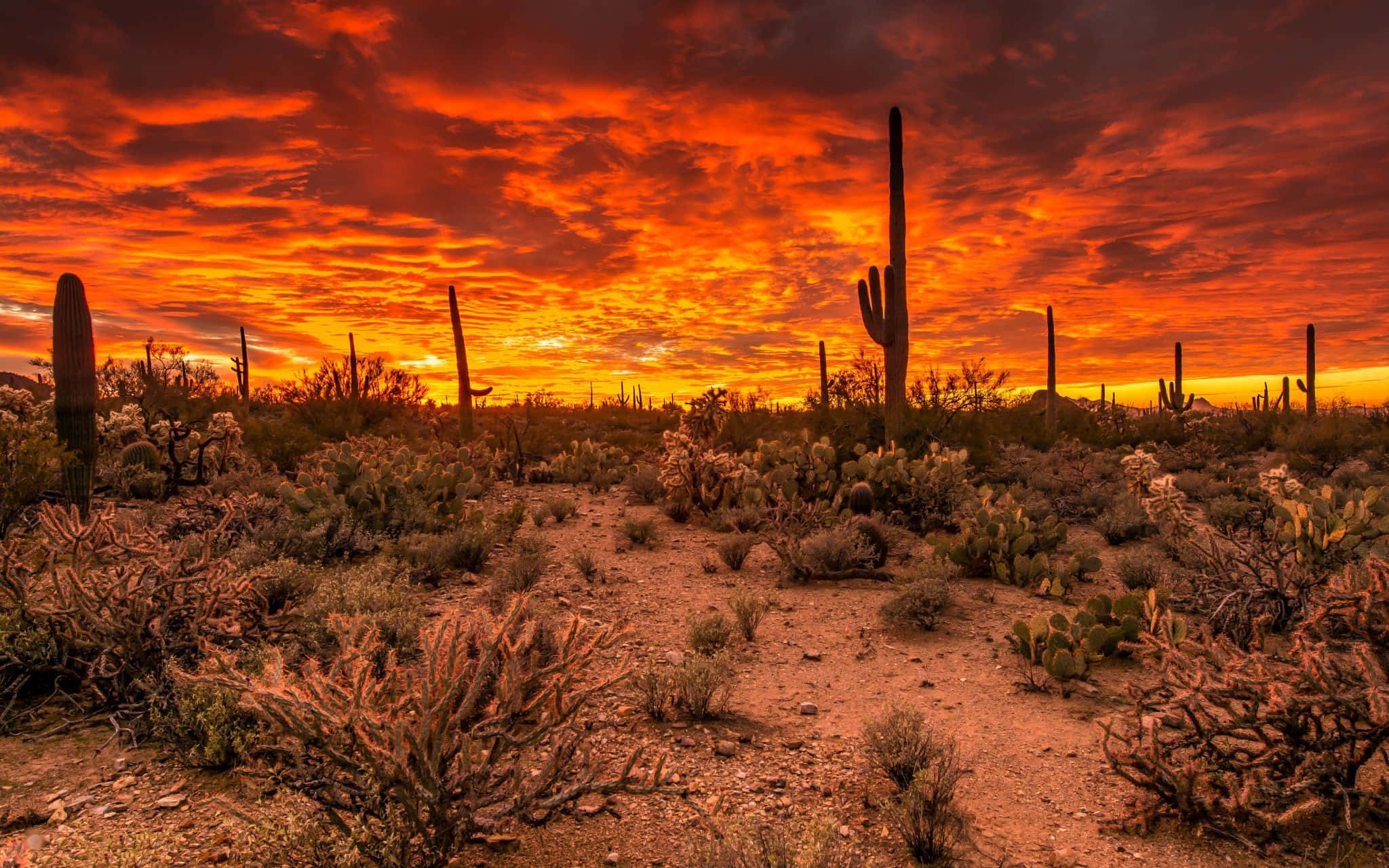 Arizona 桌布 壁紙 — 日落時分的沙漠景觀，高大的薩瓜羅仙人掌在火紅的橙色和紅色天空映襯下形成剪影。
