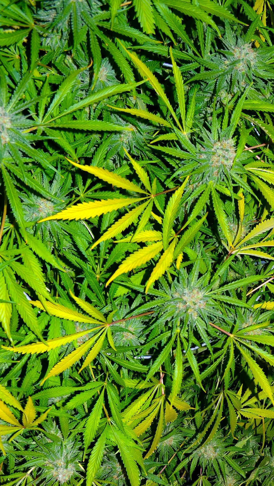 大麻植物特寫，帶有綠色和黃色的葉子以及毛茸茸的花蕾。 — 大麻 壁紙