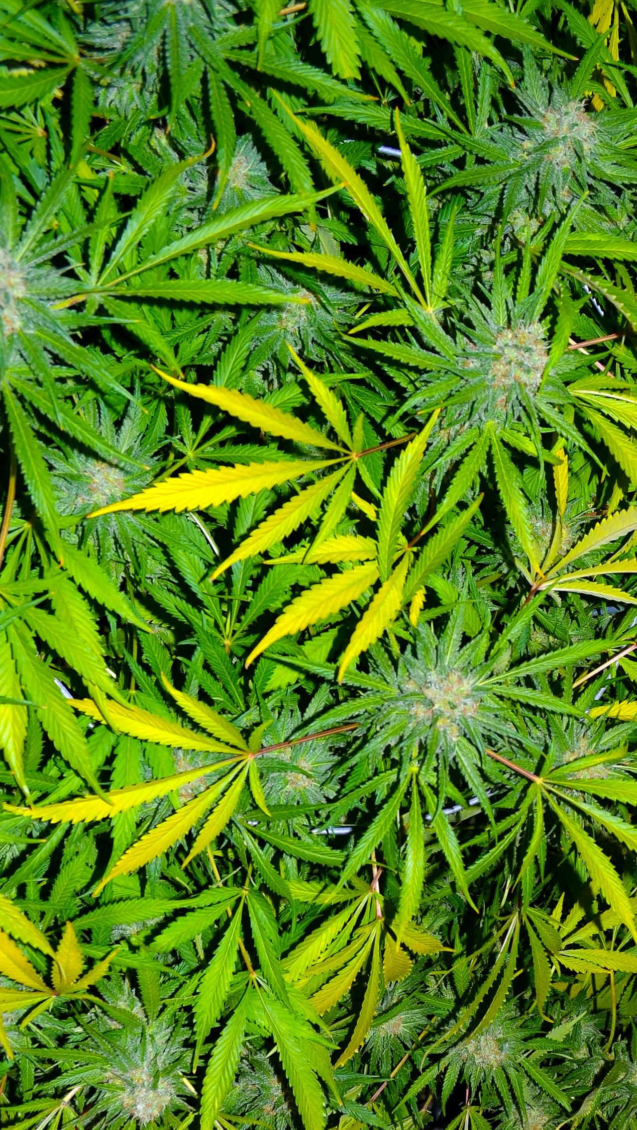 桌布 壁紙 — 明亮光線下，茂密綠色大麻植物的特寫，帶有鮮豔的黃色葉子和毛茸茸的花蕾。