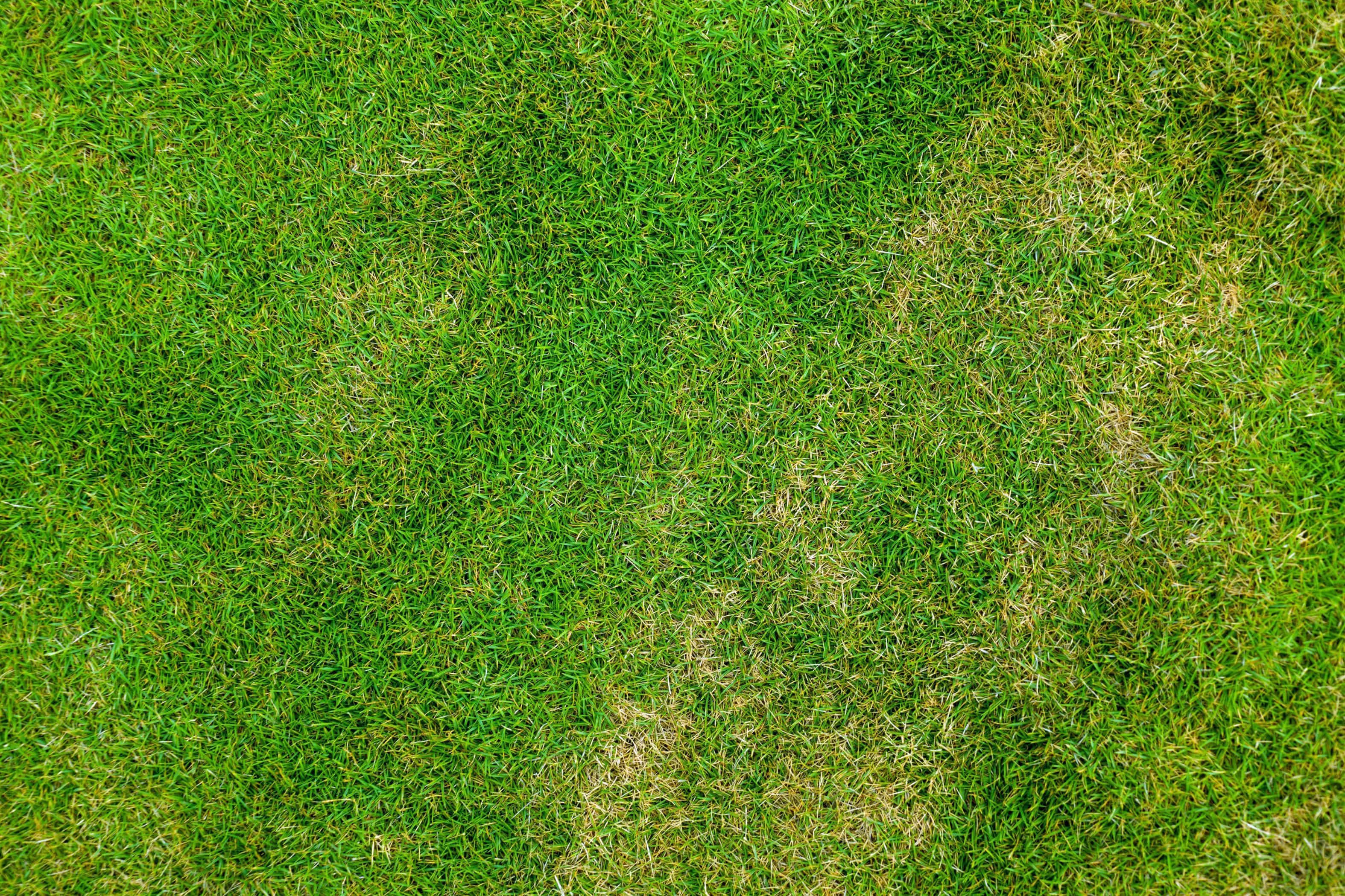 Grass Texture 桌布 壁紙 — 明亮日光下，充滿活力的綠色草地特寫，散佈著乾燥斑塊。