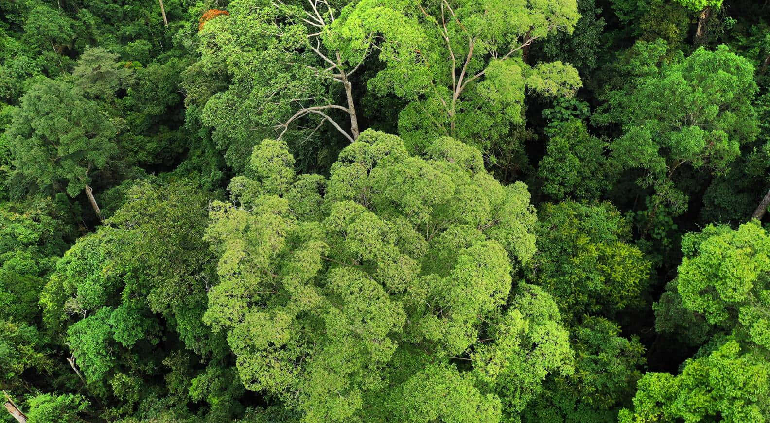 Forest Conservation 桌布 壁紙 — 明亮日光下，茂密翡翠色樹冠的鳥瞰圖，高聳樹木與精細葉片圖案交織。