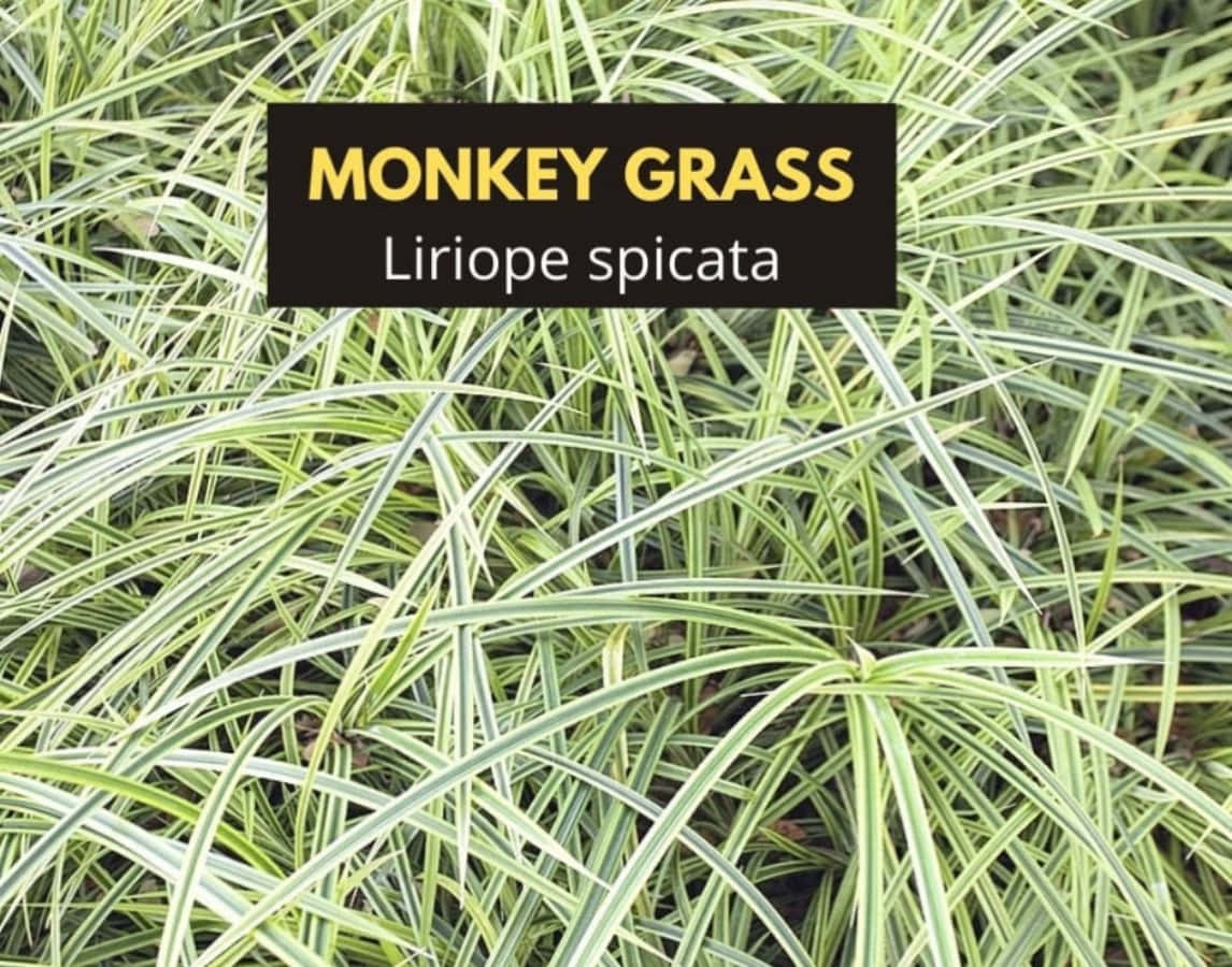 Plant 桌布 壁紙 — 明亮日光下斑葉綠白相間的猴草特寫。