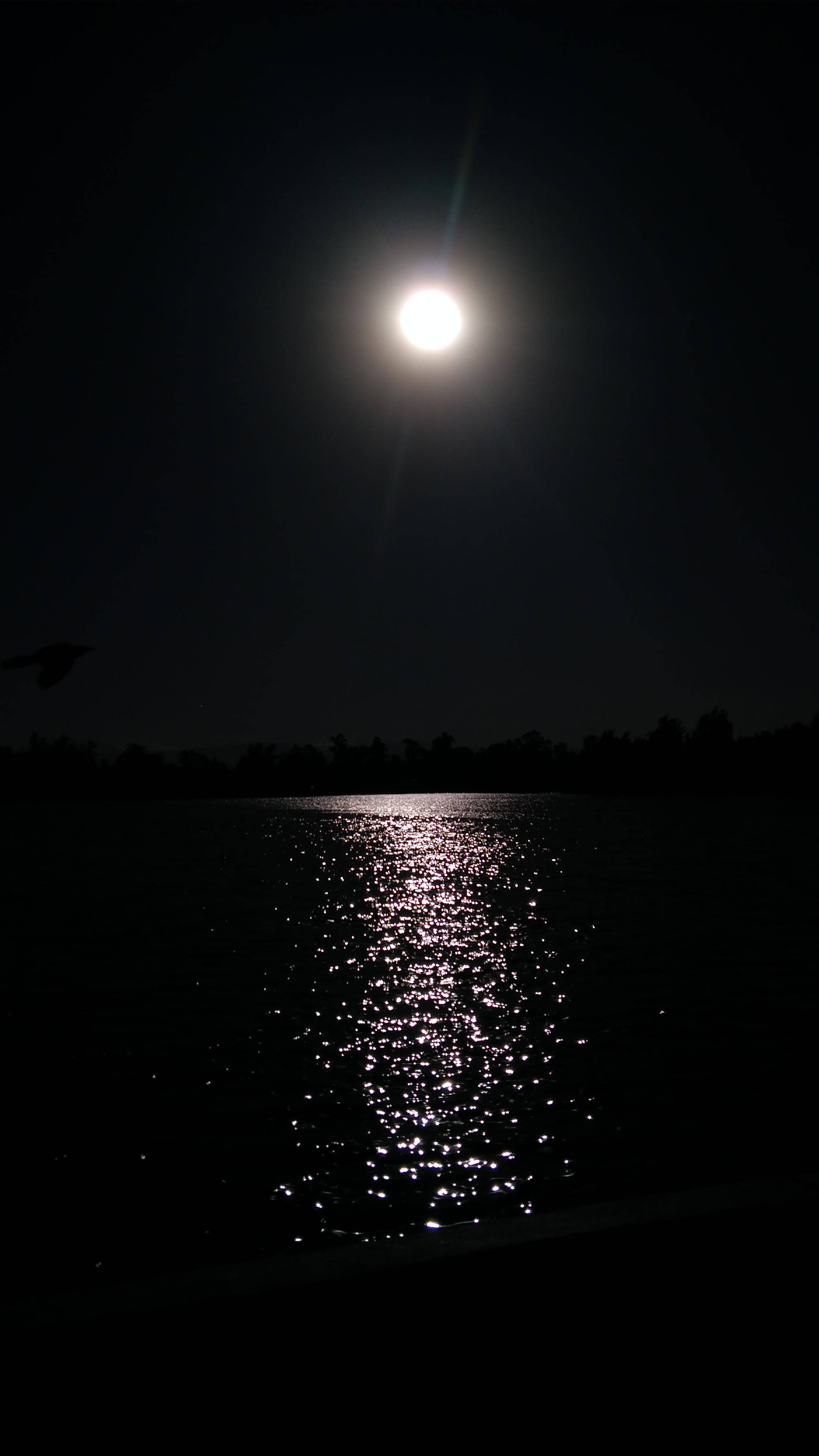 暗色美學 iPhone 桌布 壁紙 — 明亮的滿月在無星的夜空下，在黑暗的湖面上投下閃爍的倒影，一隻鳥以剪影飛翔。