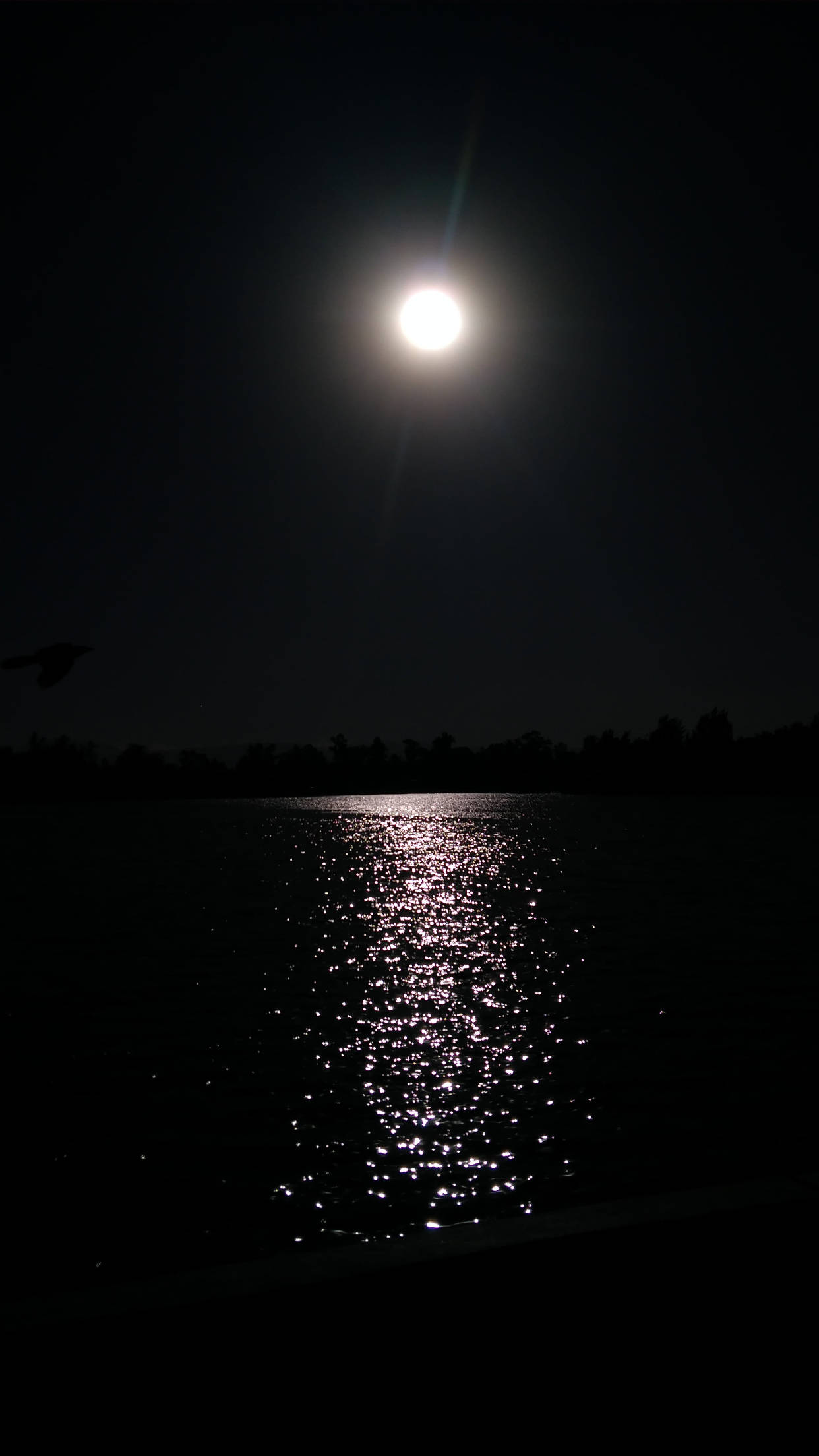 夜空 桌布 壁紙 — 明亮的滿月在黑暗的湖面上投射出閃爍的光芒，一隻鳥在夜空中飛翔，形成剪影。