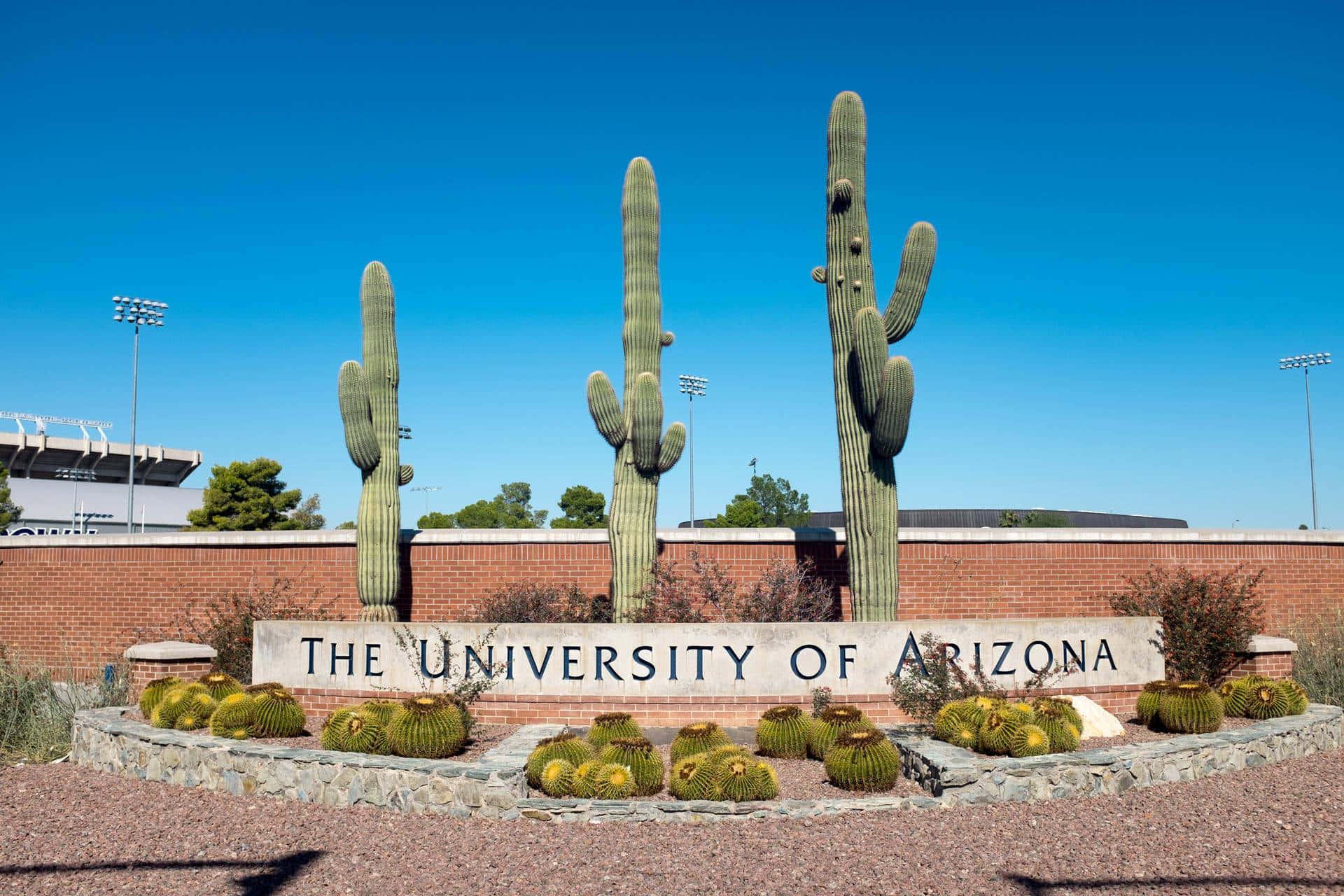 Arizona 桌布 壁紙 — 明亮的藍天襯托著高聳的薩瓜羅仙人掌，後面是刻有亞利桑那大學字樣的石牌，周圍有桶形仙人掌和礫石。