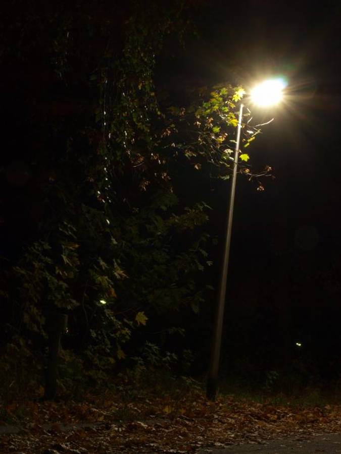 Dark Forest iPhone 桌布 壁紙 — 明亮的街燈在漆黑的夜空下，為秋天的樹葉和樹木投下溫暖的光芒。