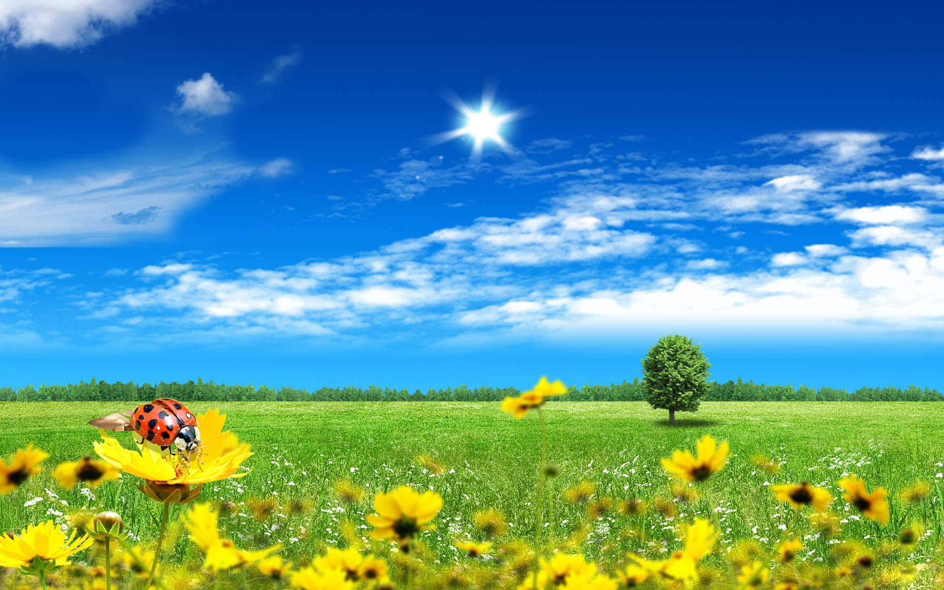 Meadow 桌布 壁紙 — 明亮的陽光照耀在綠油油的田野上，田野上點綴著黃色花朵，前景中有一隻瓢蟲停在其中一朵花上。
