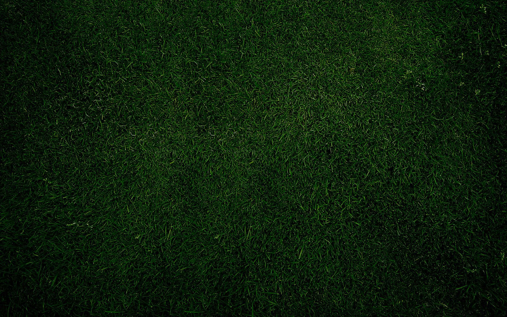 Dark Green Grunge 桌布 壁紙 — 昏暗燈光下茂密深綠色草葉的特寫，形成有紋理的自然地毯。