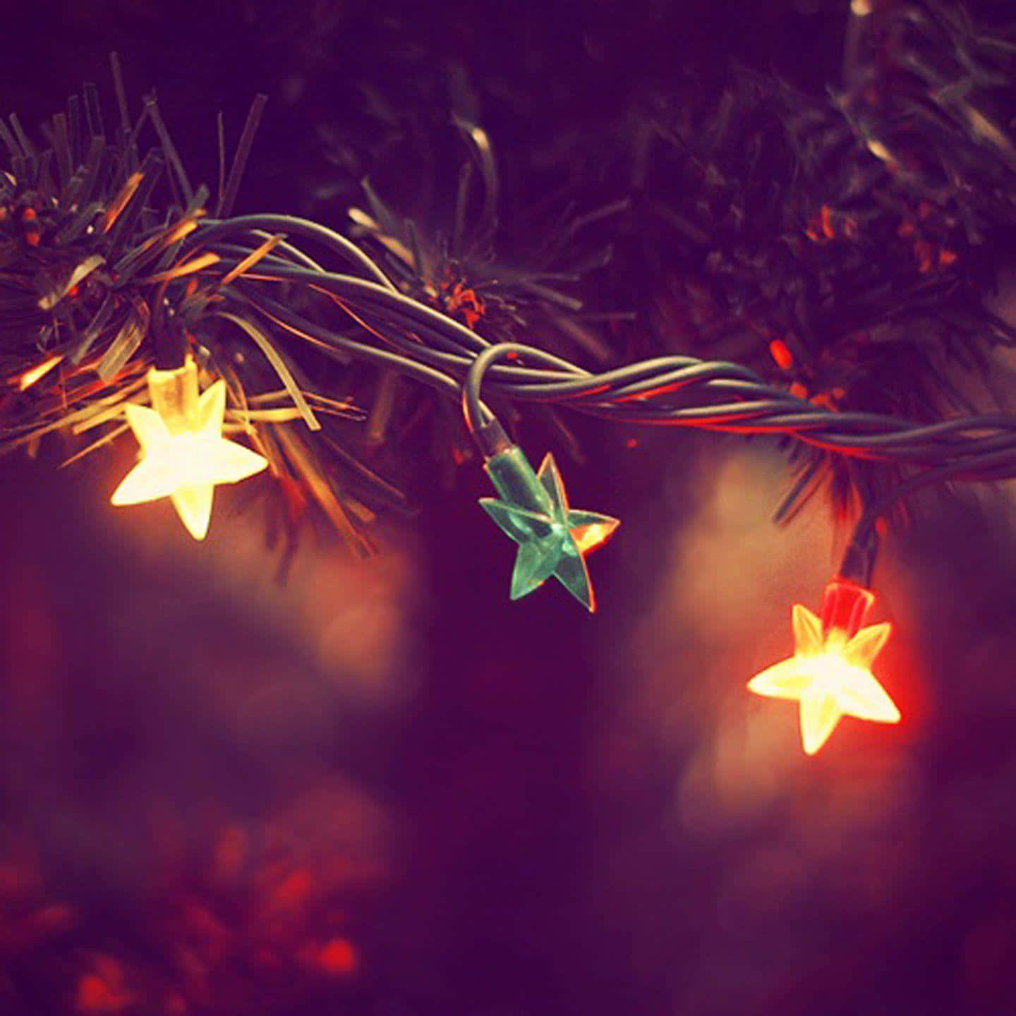 Christmas Star 桌布 壁紙 — 星形仙女燈在深色松樹枝上溫暖地發光，營造出節日氣氛。