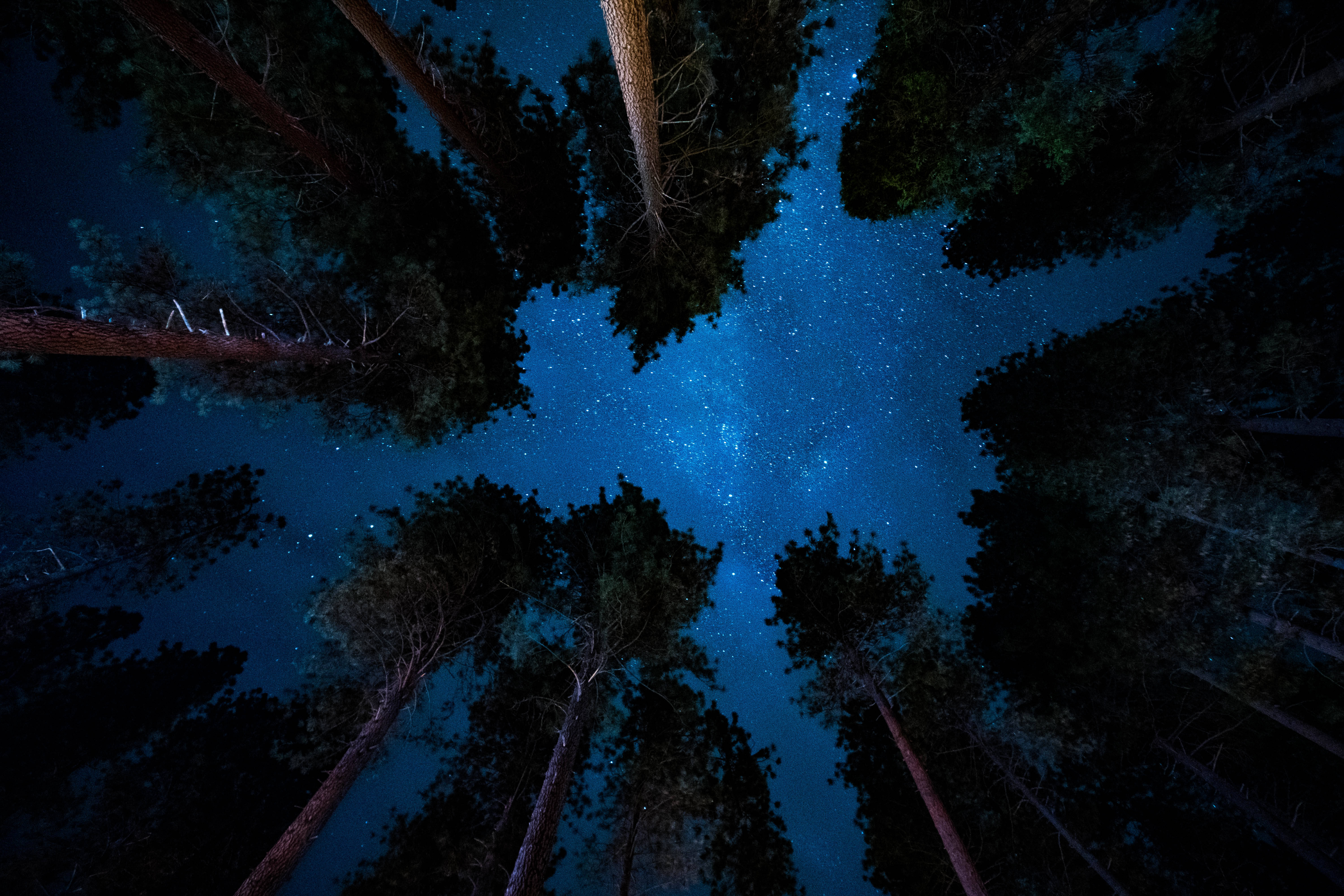 銀河 桌布 壁紙 — 星空之夜，由森林樹冠中高聳的松樹框起。