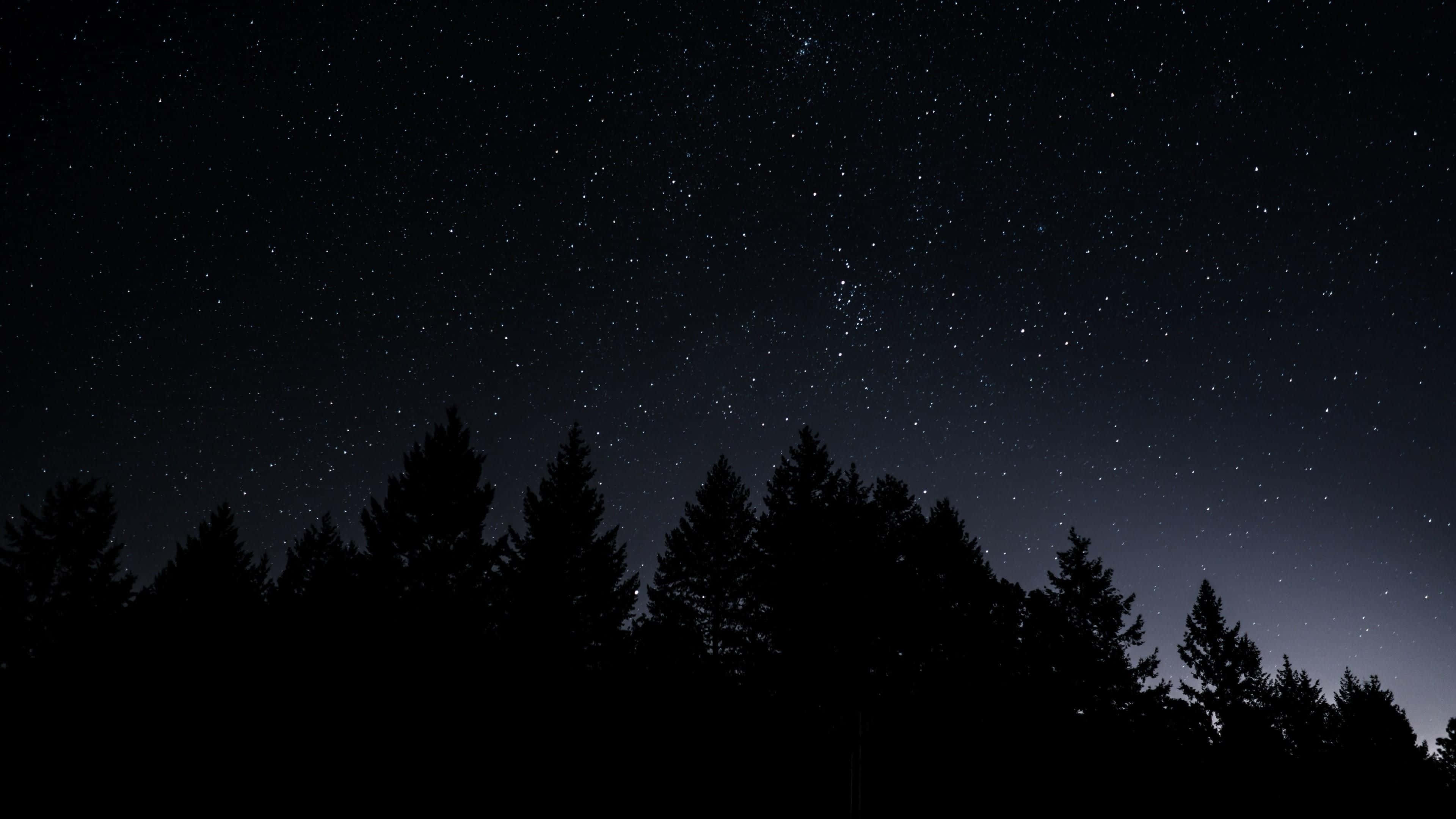 Dark Sky 桌布 壁紙 — 星空在深靛藍漸變背景上，在松樹的黑色剪影上方閃耀。