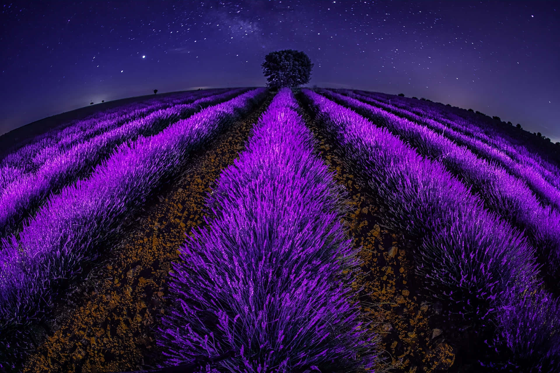 夜空 桌布 壁紙 — 星空夜空拱形籠罩著山脊上有一棵孤樹的充滿活力的紫色薰衣草田。
