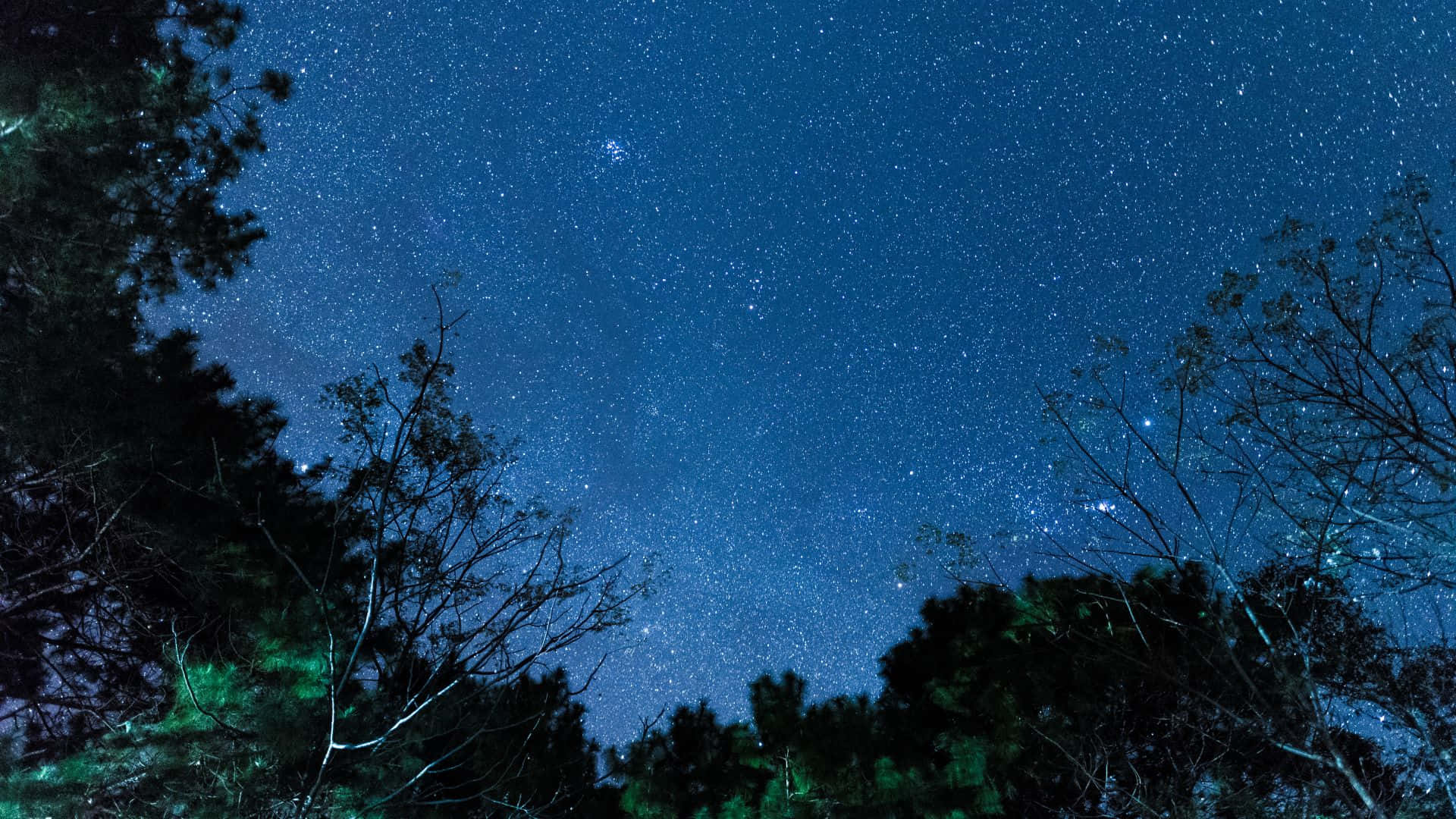 星空動畫 桌布 壁紙 — 星空夜空被黑暗樹木剪影框住，樹葉上帶有微弱的綠色光芒。
