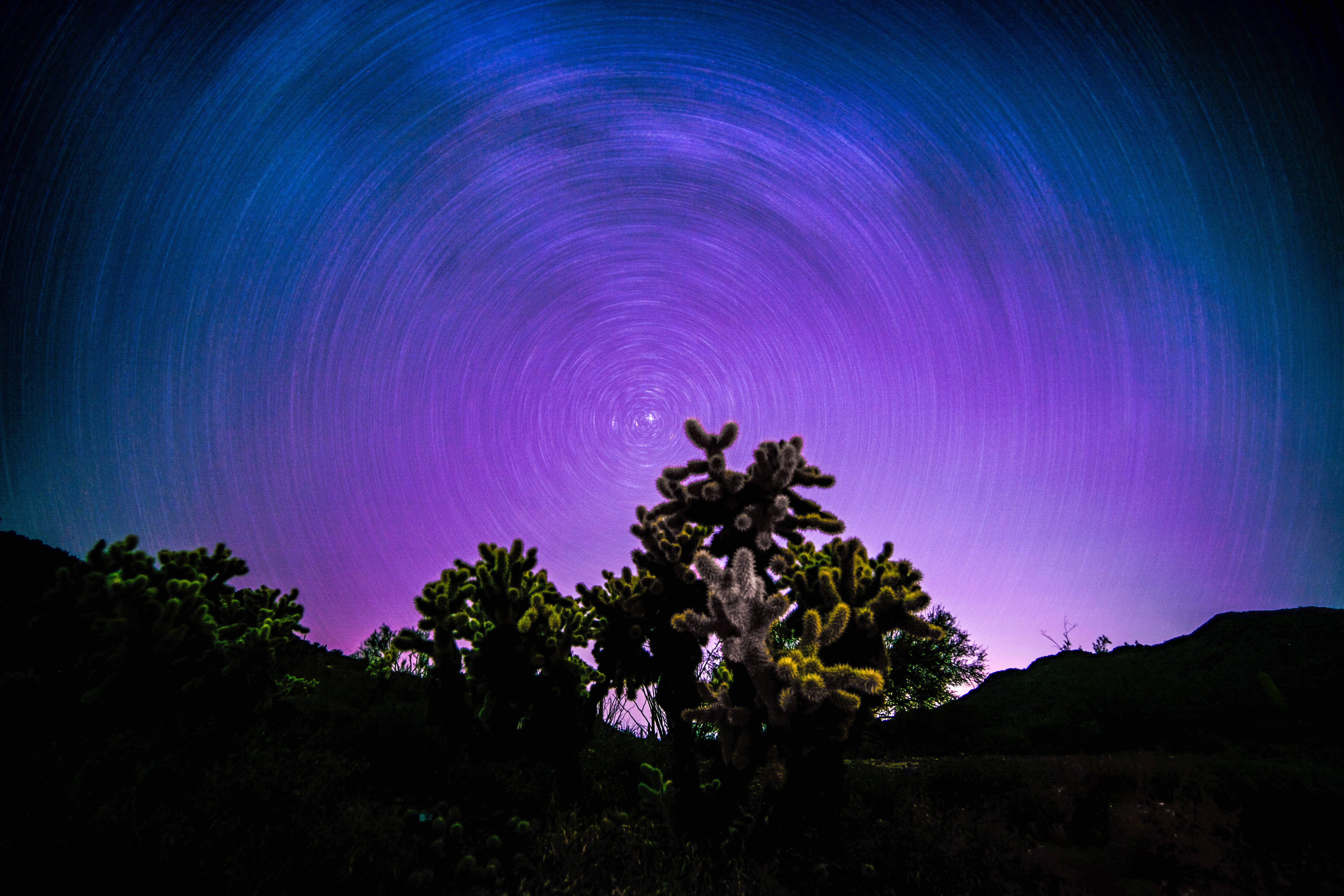 超酷的動圖 桌布 壁紙 — 星跡在沙漠夜空下，在剪影狀的喬拉仙人掌上方，以鮮豔的藍色和紫色螺旋。