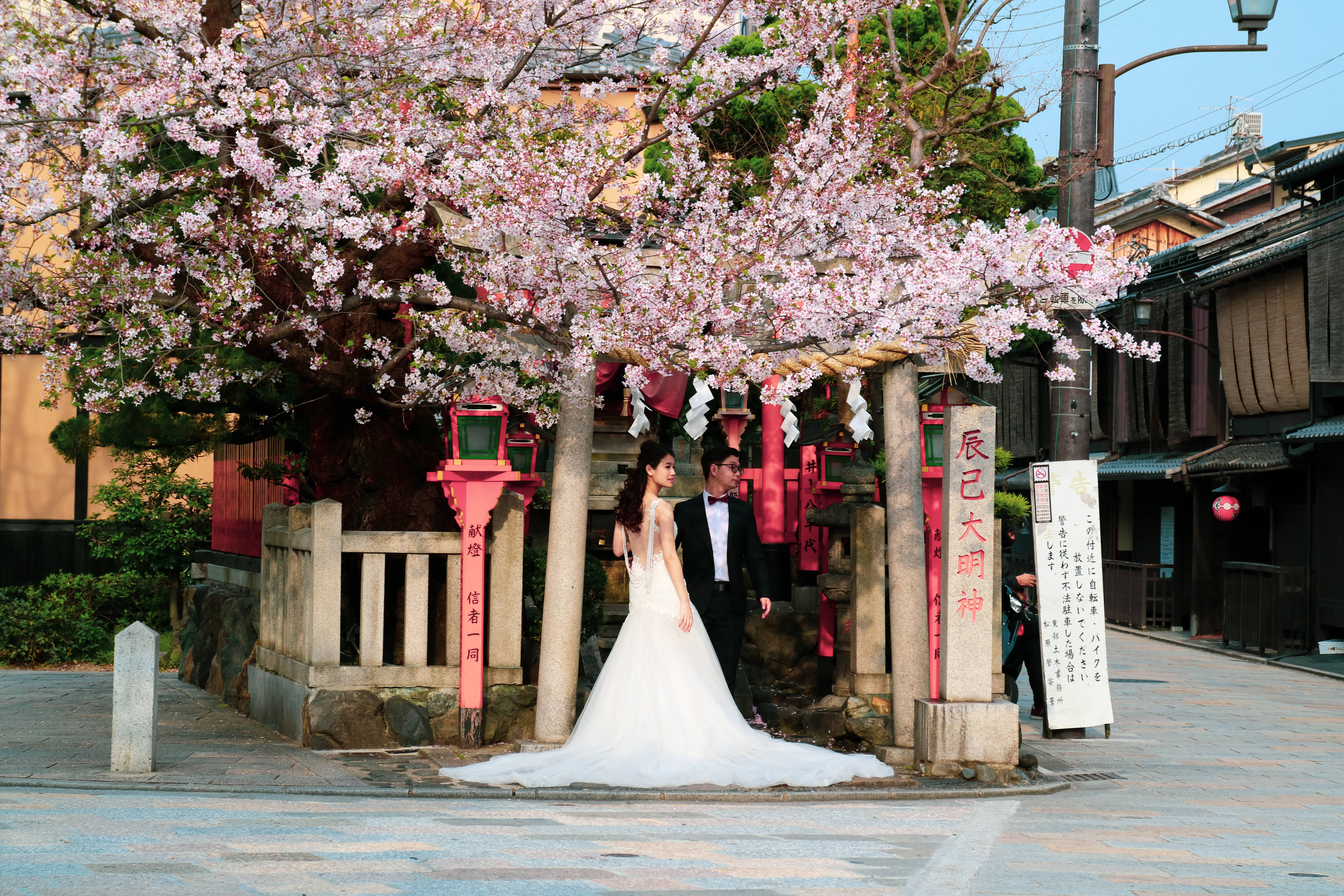 Wedding 桌布 壁紙 — 春天，一對新人在傳統日本神社的盛開櫻花樹下站立。