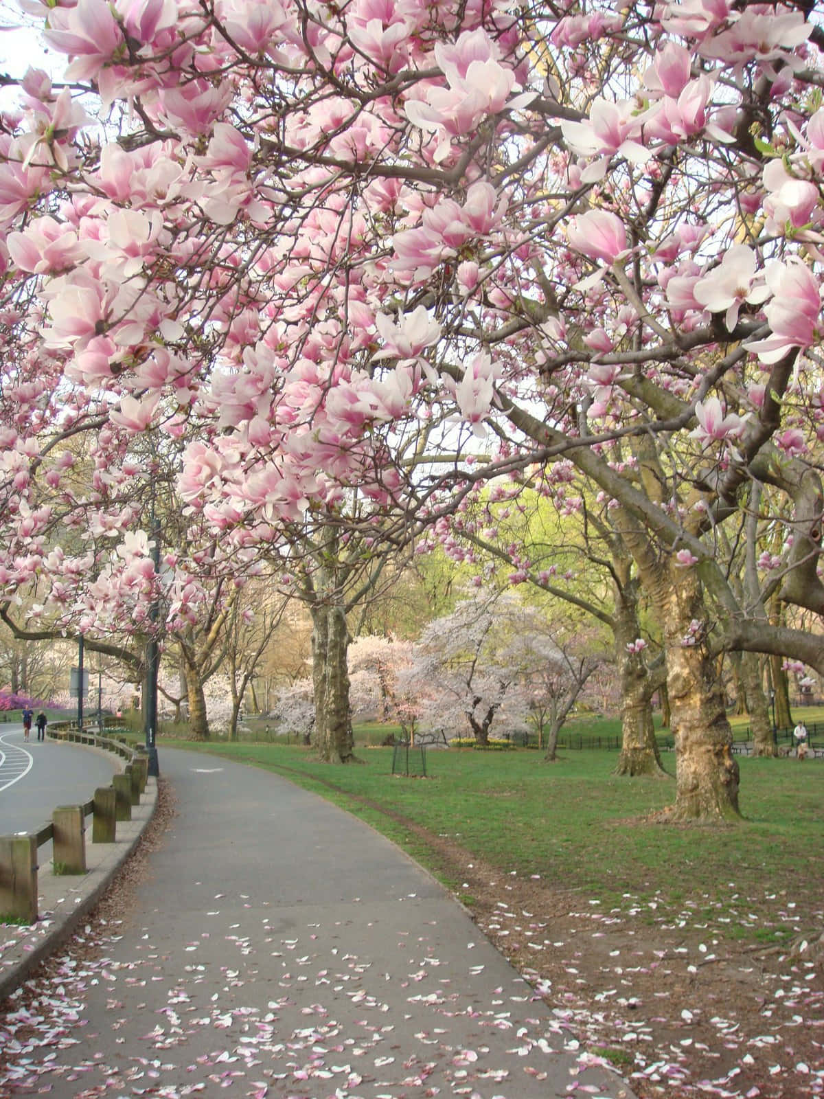 Spring Park 桌布 壁紙 — 春天，一條蜿蜒的公園小徑被粉紅色木蘭花瓣覆蓋，上方是盛開的樹木形成的樹冠。