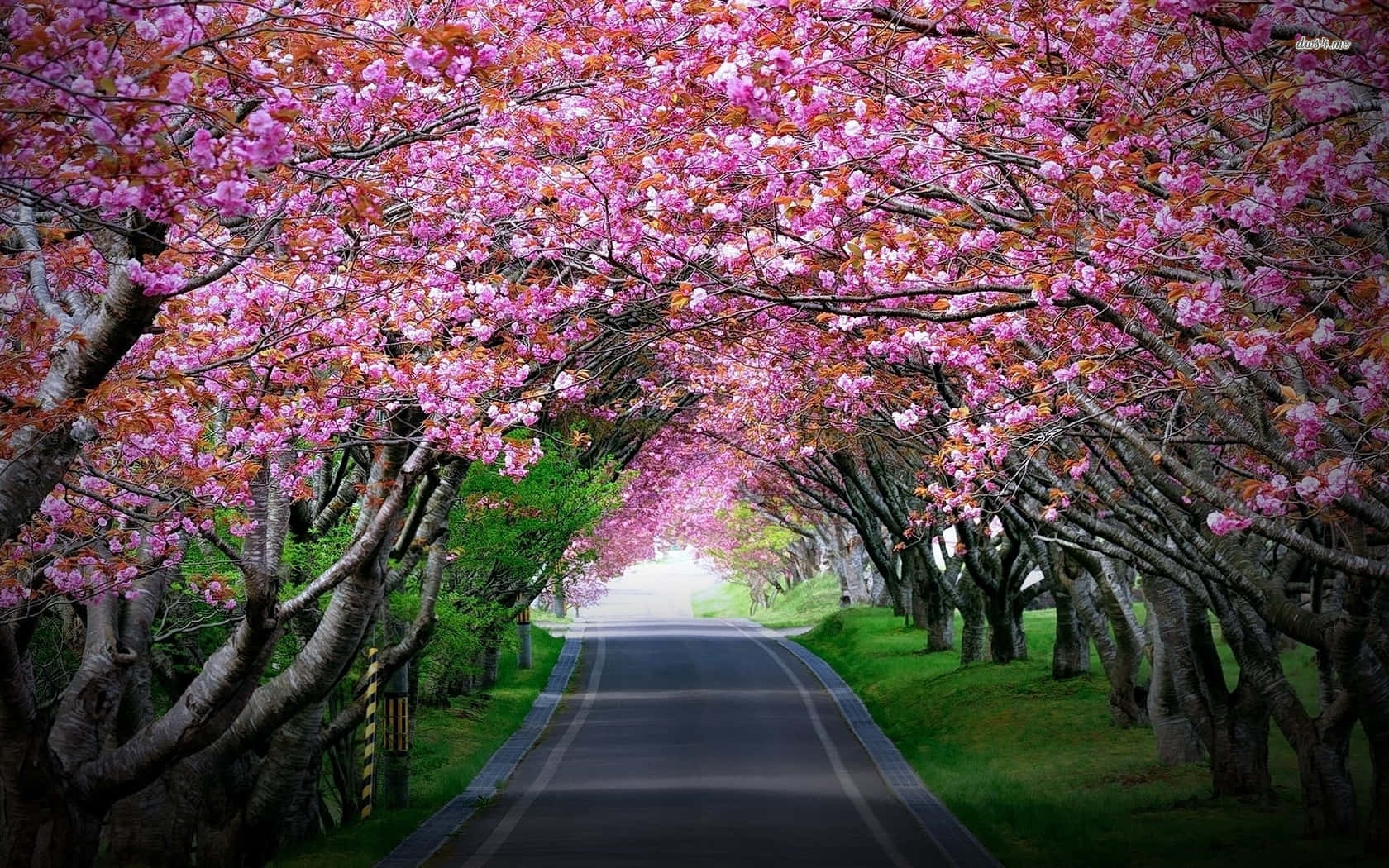 Night Cherry Blossom 桌布 壁紙 — 春天，一條蜿蜒的道路被粉紅色的櫻花樹冠拱起，形成一道充滿活力的畫框。