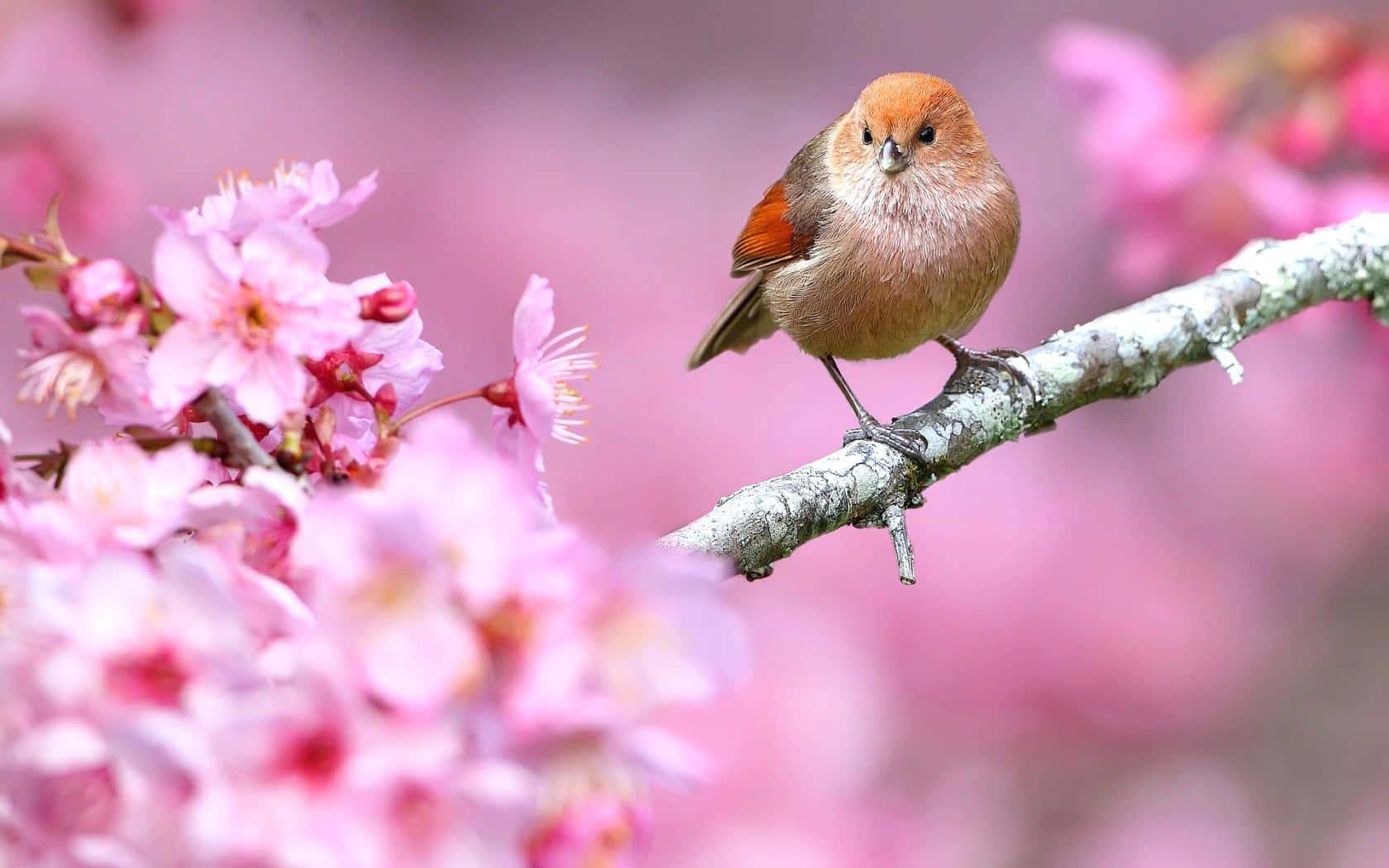 Cute Bird 桌布 壁紙 — 春天，一隻棕色小鳥棲息在長滿苔蘚的樹枝上，周圍是柔和的粉紅色櫻花。