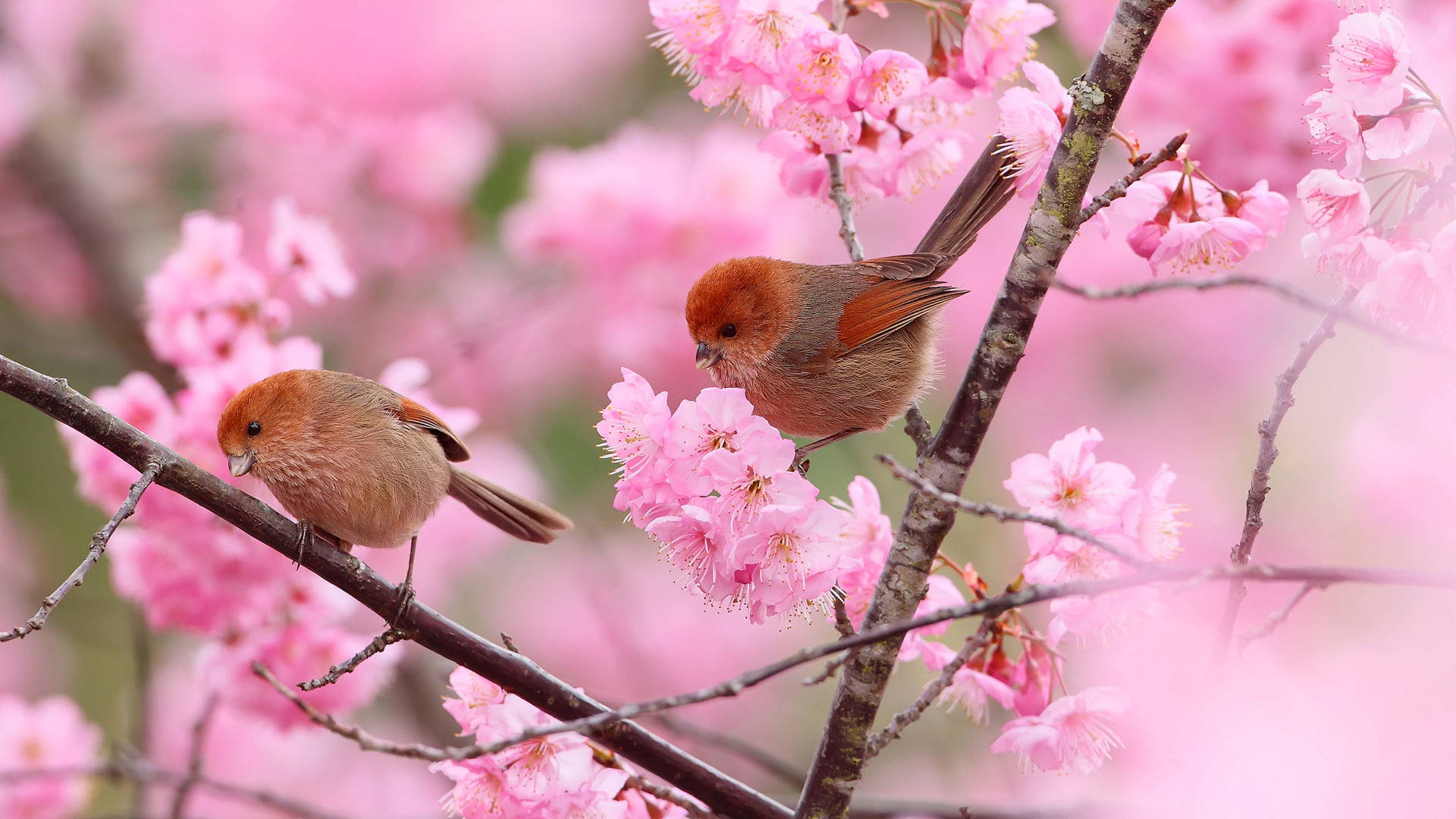 Sakura 桌布 壁紙 — 春天，兩隻棕色小鳥棲息在樹枝上，周圍是漫天飛舞的柔粉色櫻花。
