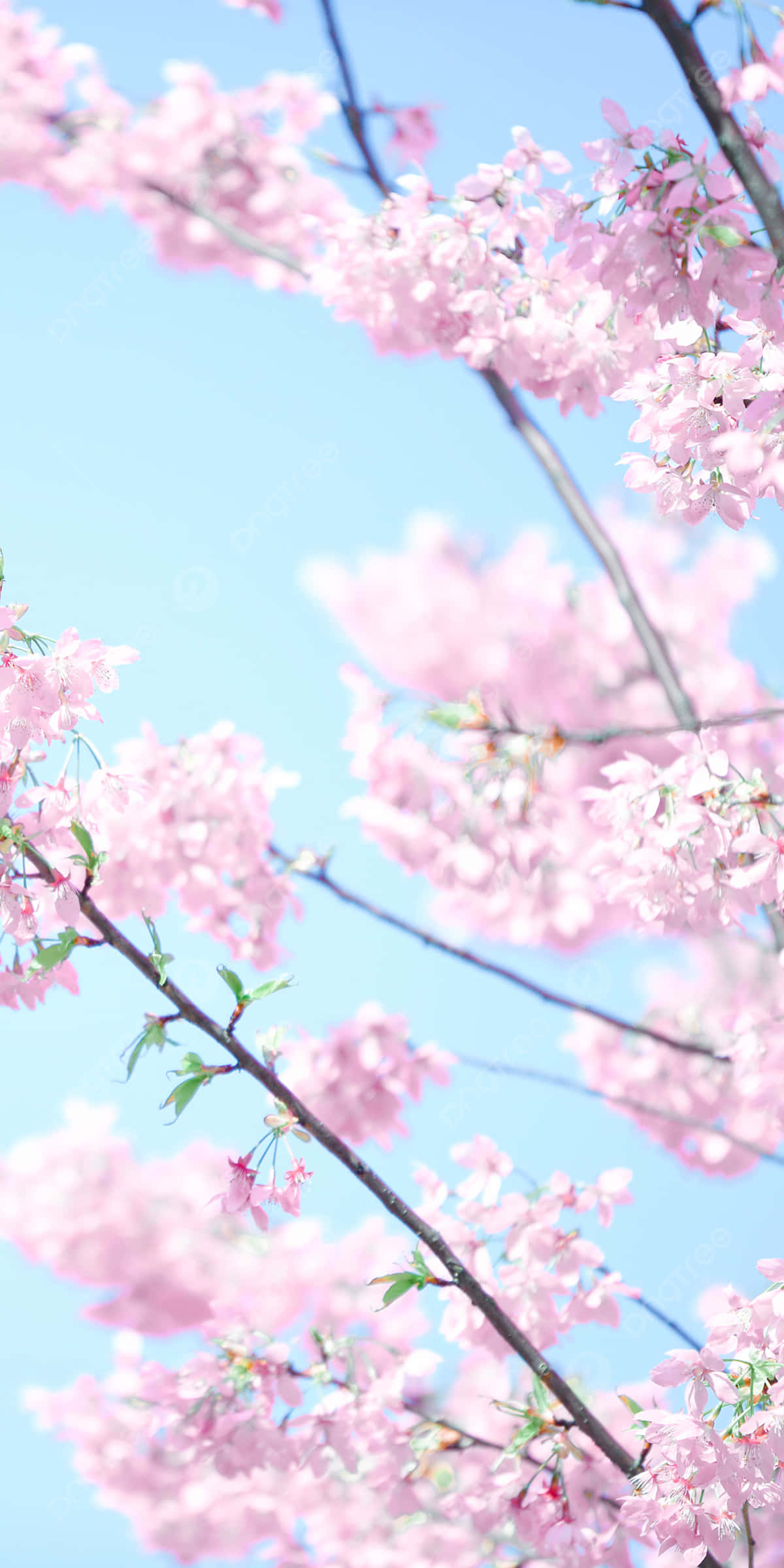 Pink Aesthetic Anime Phone 桌布 壁紙 — 春天，柔和的粉紅色櫻花在深色樹枝上密集綻放，映襯著清澈的藍天。