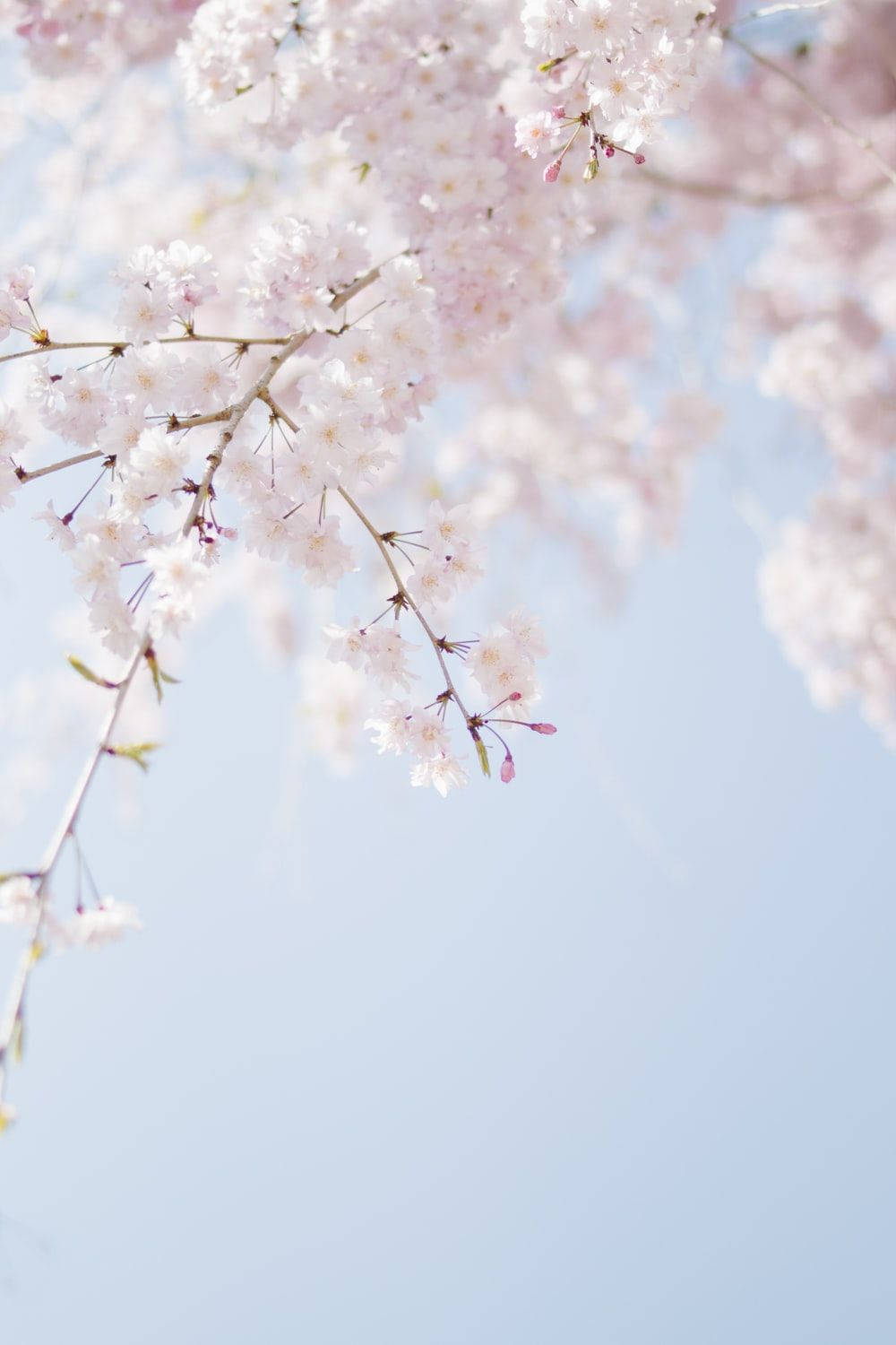 Spring Aesthetic 桌布 壁紙 — 春天，柔和的藍天下，嬌嫩的粉紅色櫻花在樹枝上密集綻放。