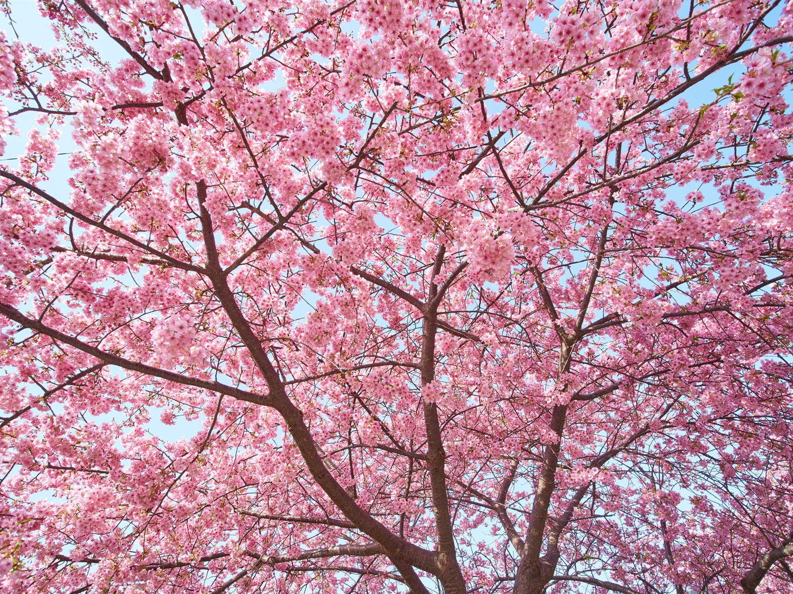 sakura tree 桌布 壁紙 — 春天，粉紅色的櫻花茂密盛開，形成一片充滿活力的樹冠，映襯著清澈的藍天。
