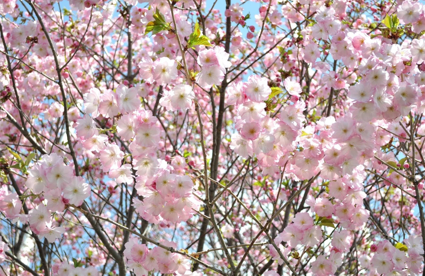 Blossom 桌布 壁紙 — 春天，粉紅色的櫻花茂密盛開，映襯著清澈的藍天。