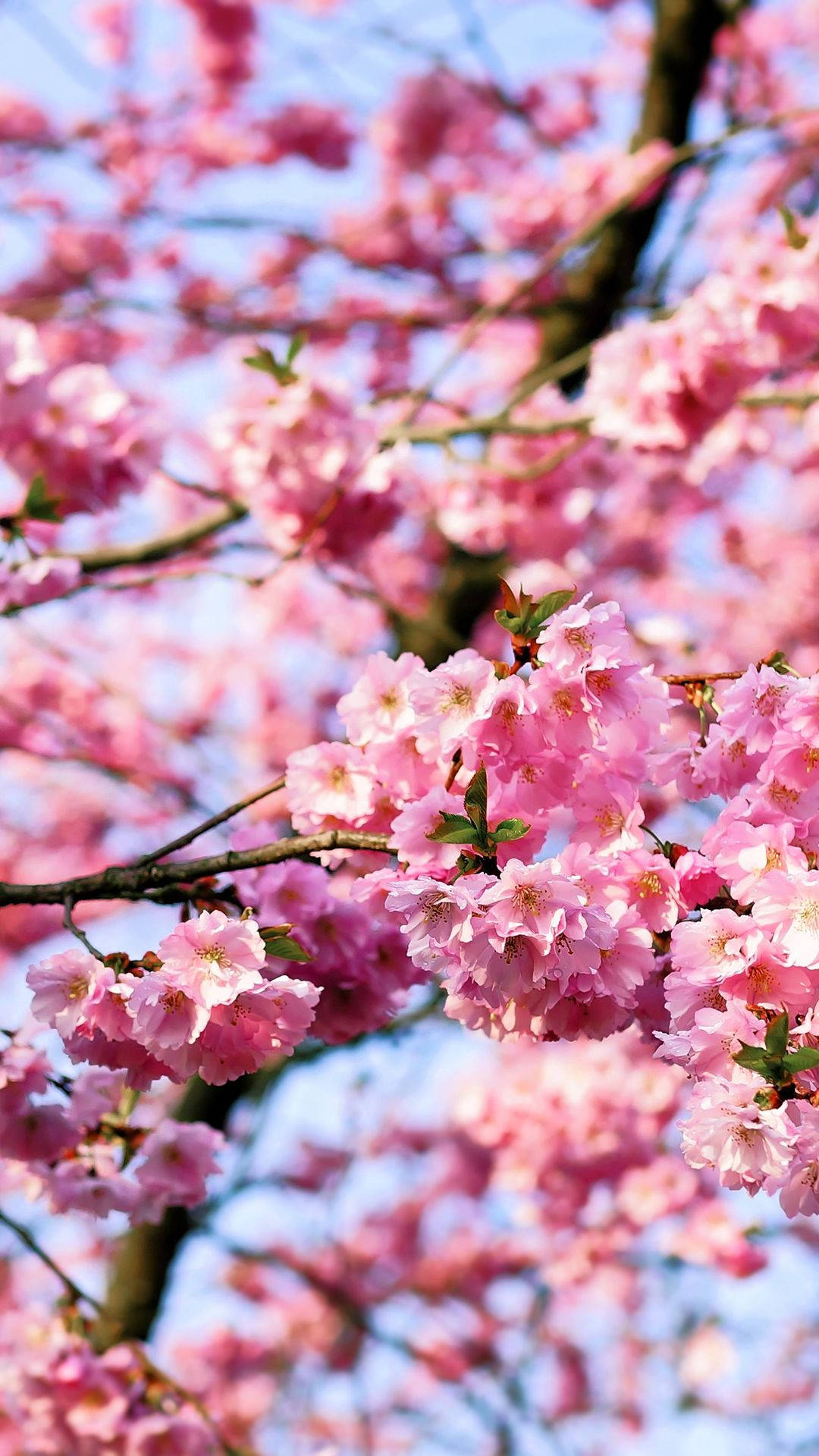 Blossom 桌布 壁紙 — 春天，鮮豔的粉紅色櫻花在樹枝上密集綻放，映襯著柔和的藍天。