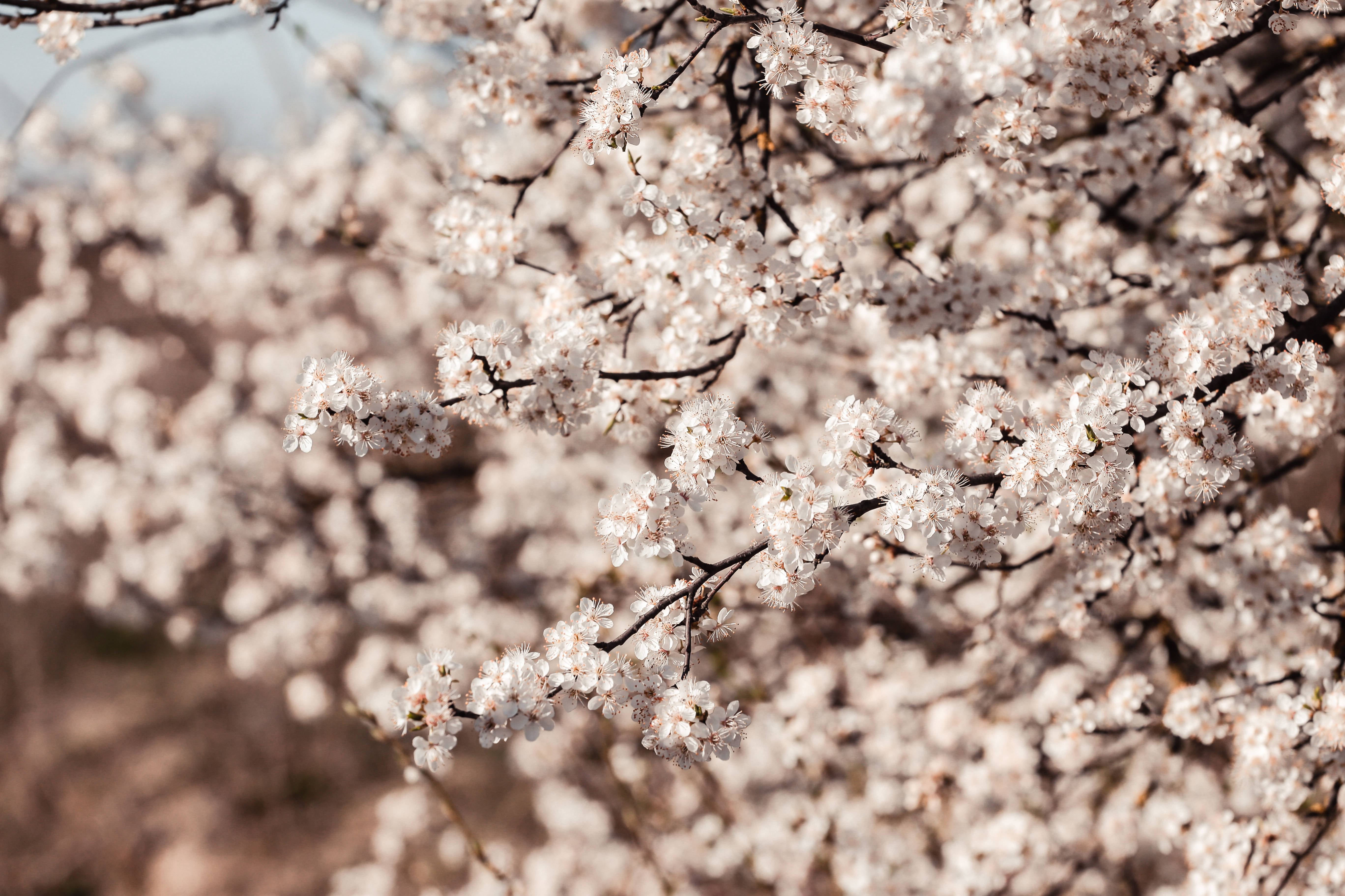 japanese sakura 桌布 壁紙 — 春天陽光下，柔和的模糊背景襯托著深色樹枝上簇生的精緻白色花朵。