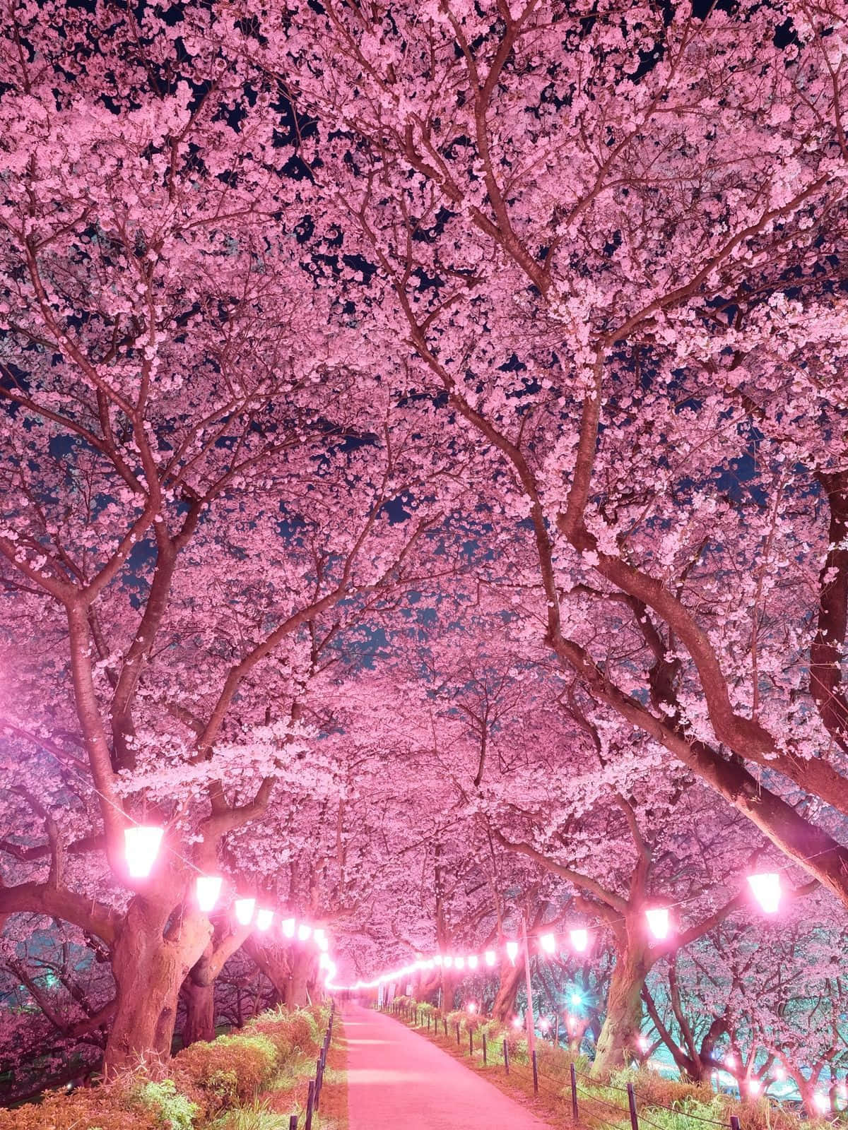 日本粉櫻 — 日式粉紅 壁紙