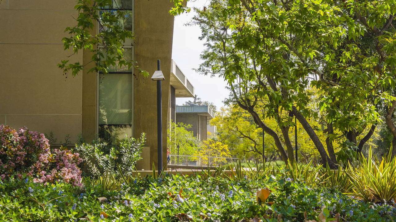 Garden 桌布 壁紙 — 晴朗天空下，現代米色建築旁邊，陽光普照的花園裡，鬱鬱蔥蔥的綠色植物和粉紅色花朵盛開。