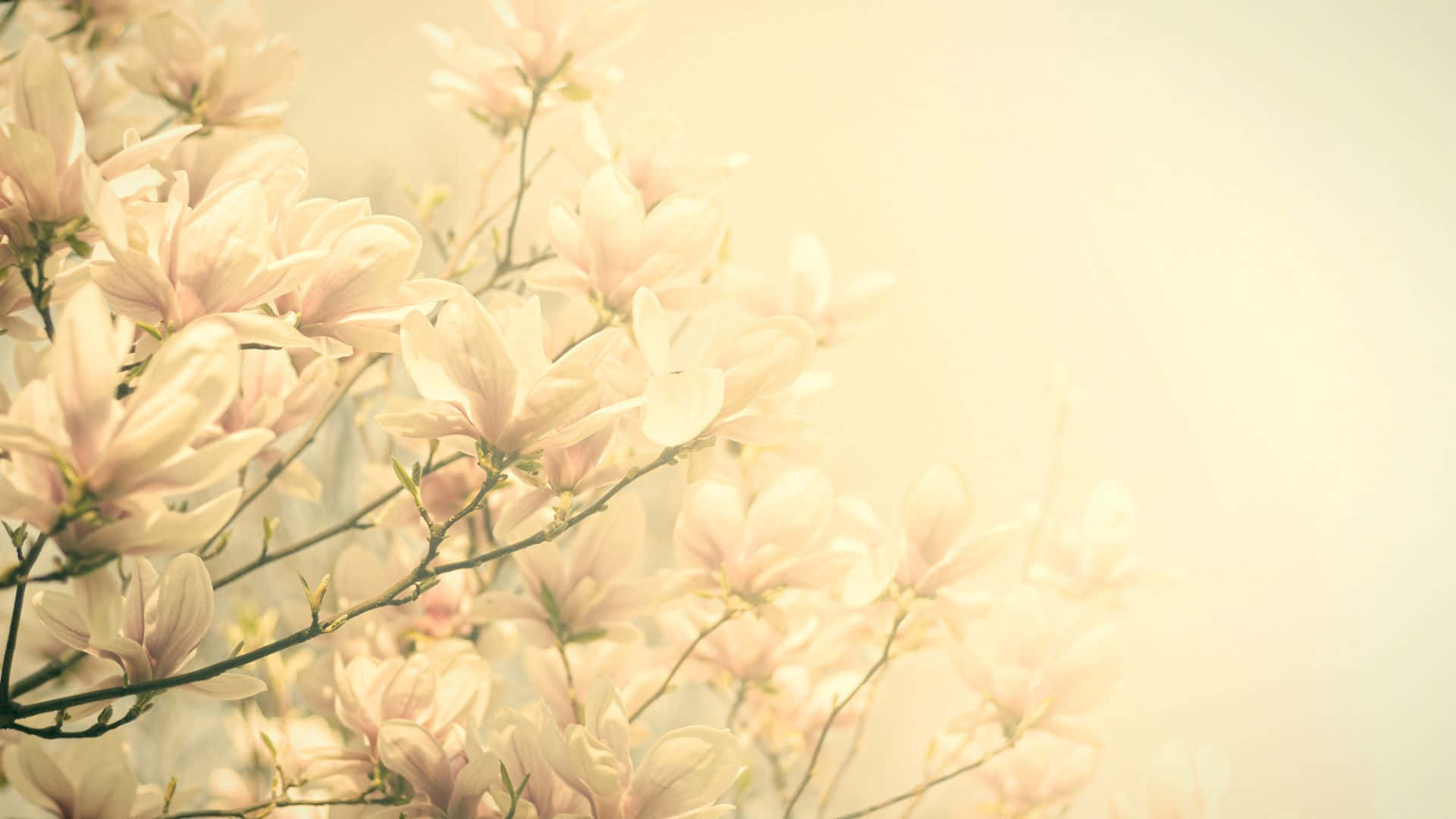 晴朗日子裡開滿白花的木蘭樹 壁紙