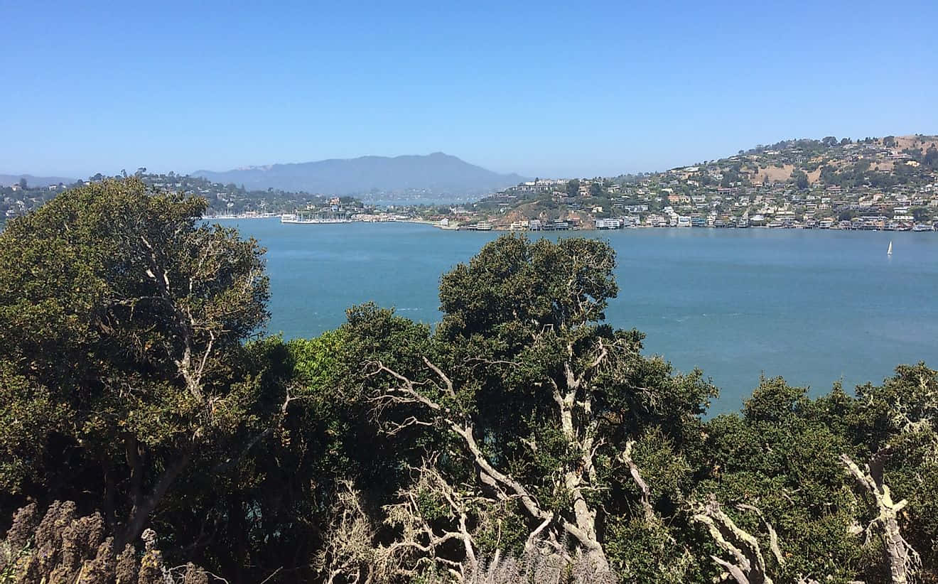 California Island 桌布 壁紙 — 晴朗藍天下，翠綠樹木與遠方丘陵海岸環繞著碧綠海水，寧靜海灣的全景視野。