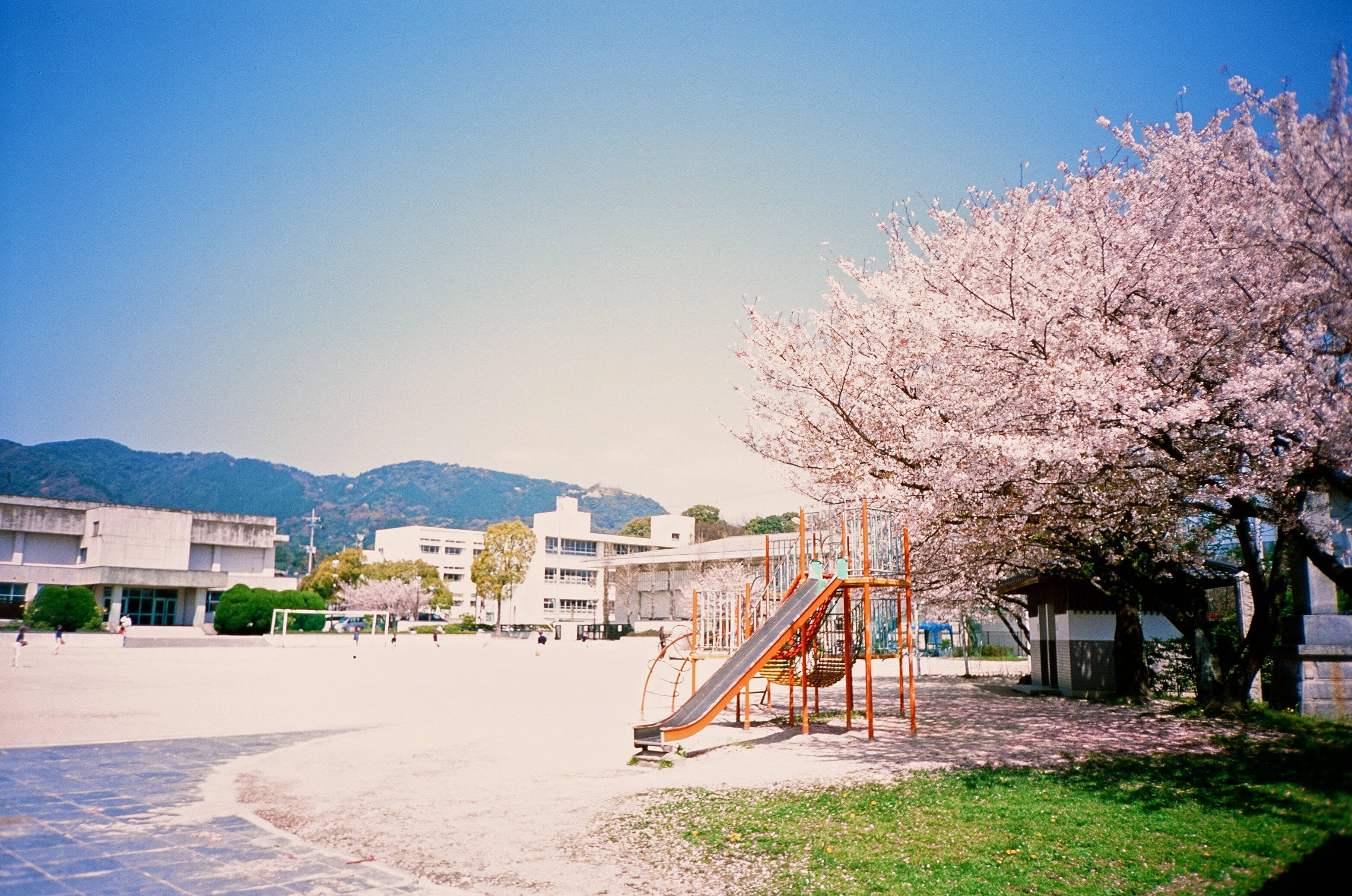 Fukuoka 桌布 壁紙 — 晴朗藍天下明亮的校園，特色是盛開粉紅色花朵的櫻花樹下有一個充滿活力的橙色溜滑梯。