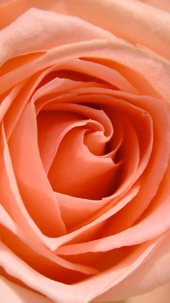 Rose HD 桌布 壁紙 — 暖光下，一朵蜜桃色玫瑰的近距離特寫，柔軟的花瓣層層疊疊向內盤旋。