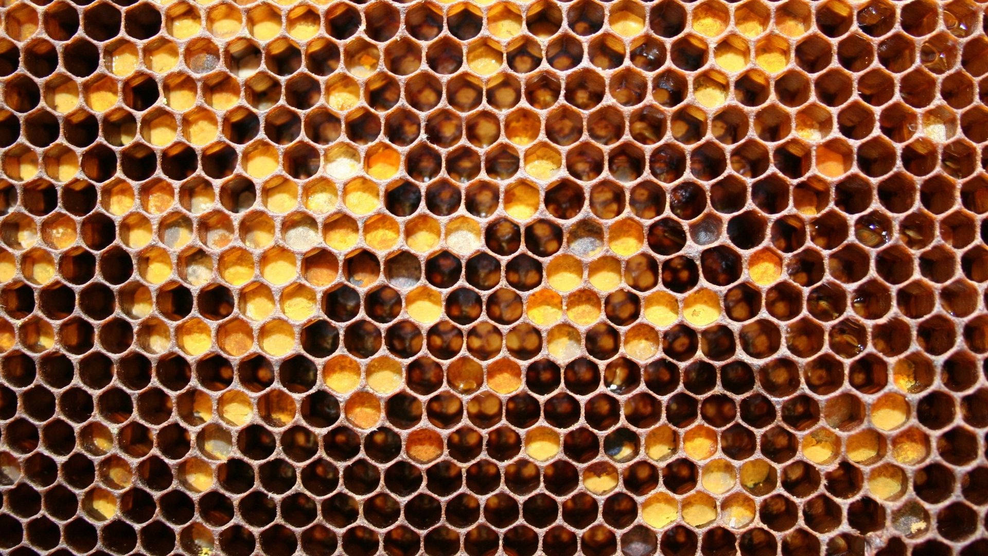 Honeycomb 桌布 壁紙 — 暖光下充滿琥珀色蜂蜜的金色蜂巢細胞特寫。