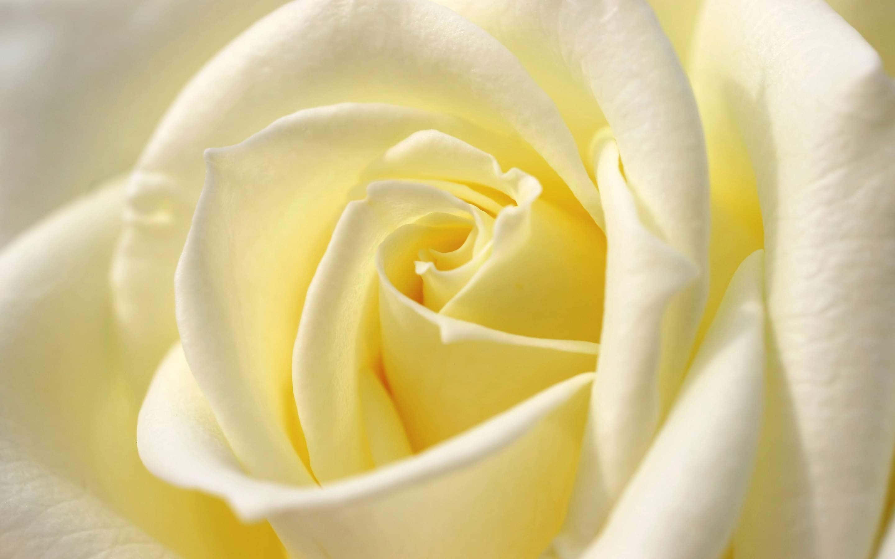 White Rose 桌布 壁紙 — 暖光下奶油黃玫瑰的特寫，柔軟花瓣向內螺旋。