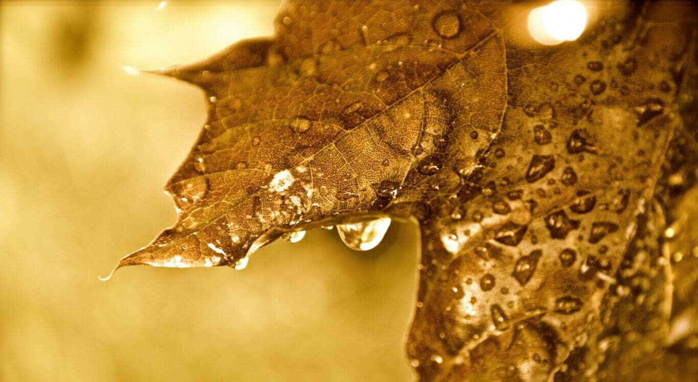 Fall Dew 桌布 壁紙 — 暖金色光線下，一片褐色楓葉閃爍著露珠的特寫。